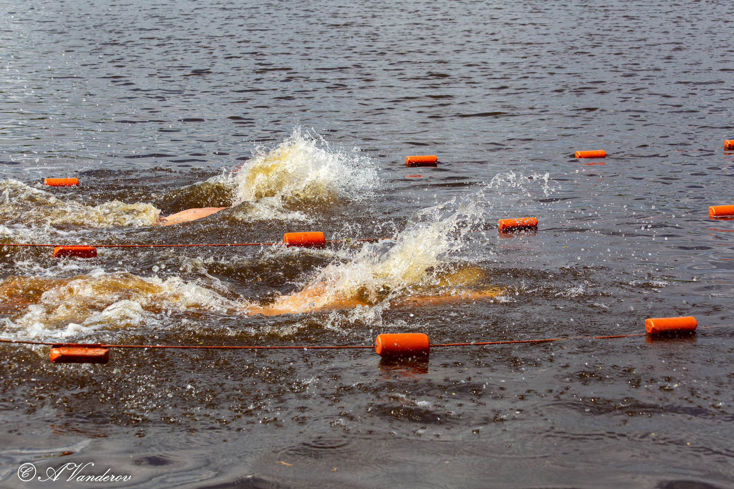 Заплыв 02.06.2024. Фотограф Омск | Александр Вандеров