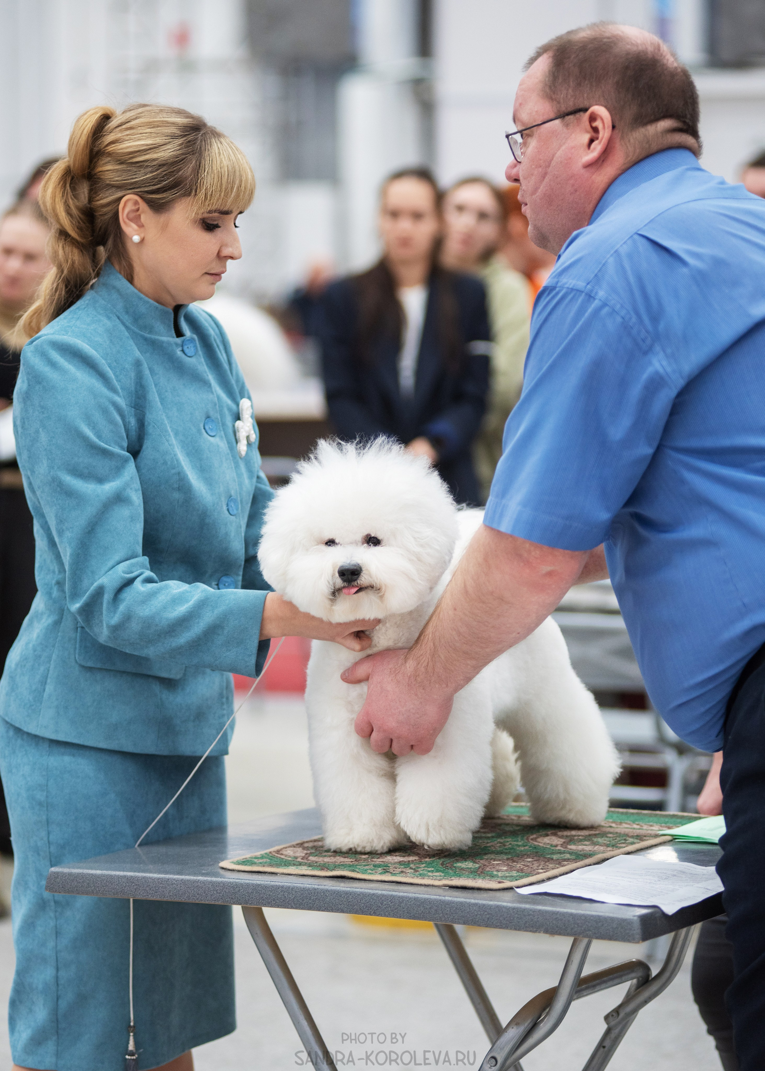 Выставка собак тюмень 14.01.2023. Дог-фотограф в Тюмени Александра Королева