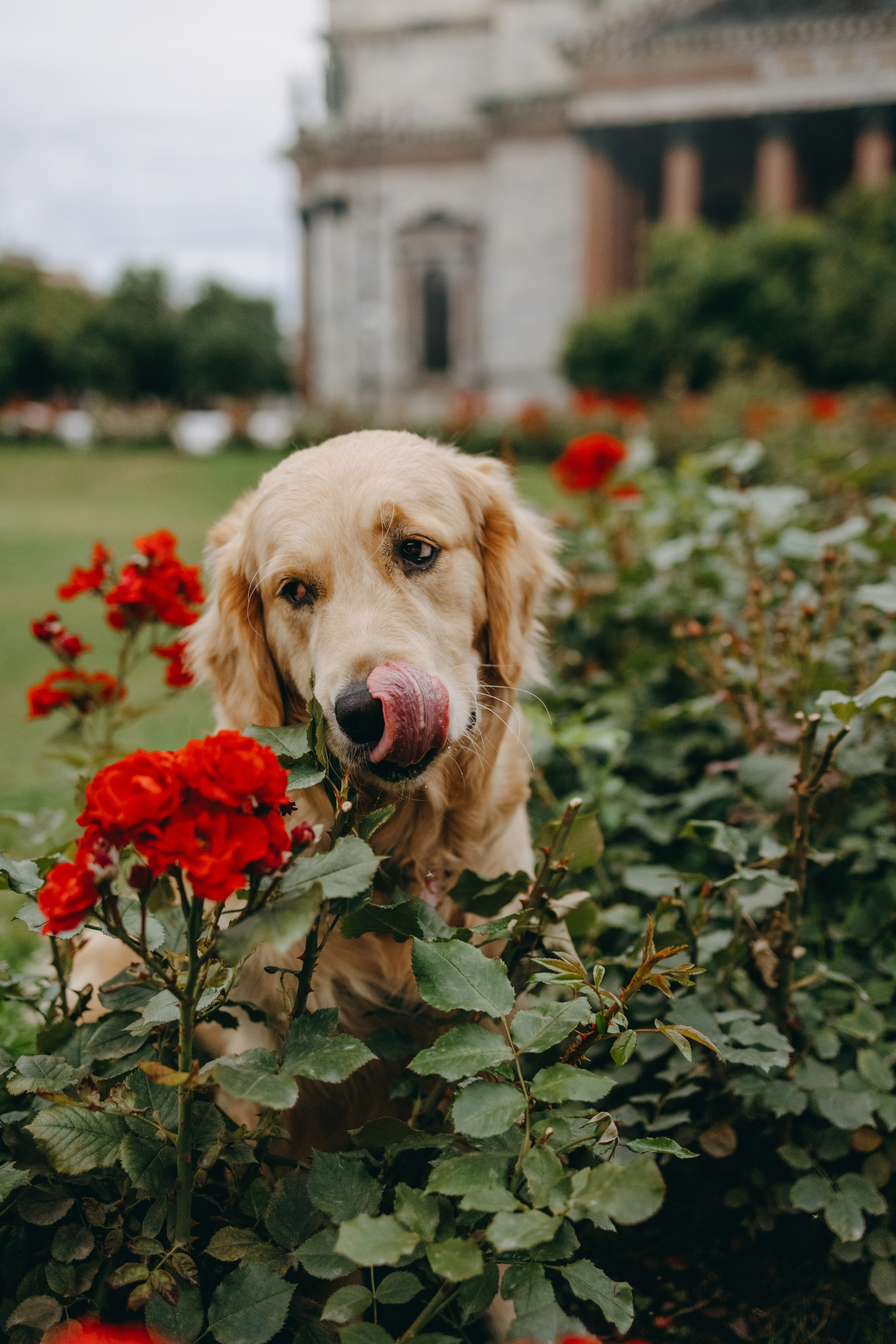 Бетти и ее семья. Фотограф — Анималист | Санкт-Петербург