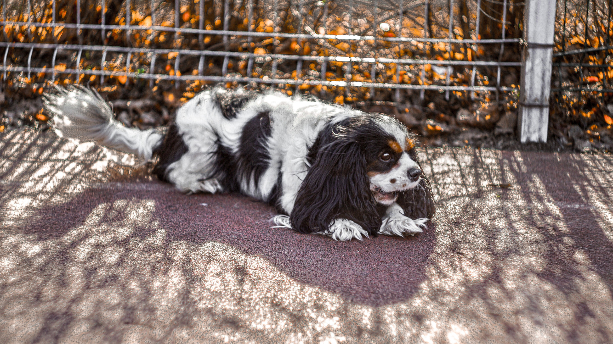 Профессиональный фотограф