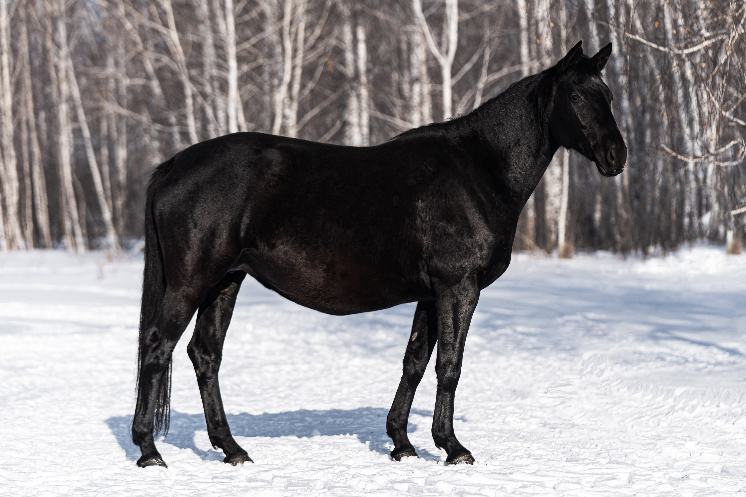 Палада Данс С. Главная