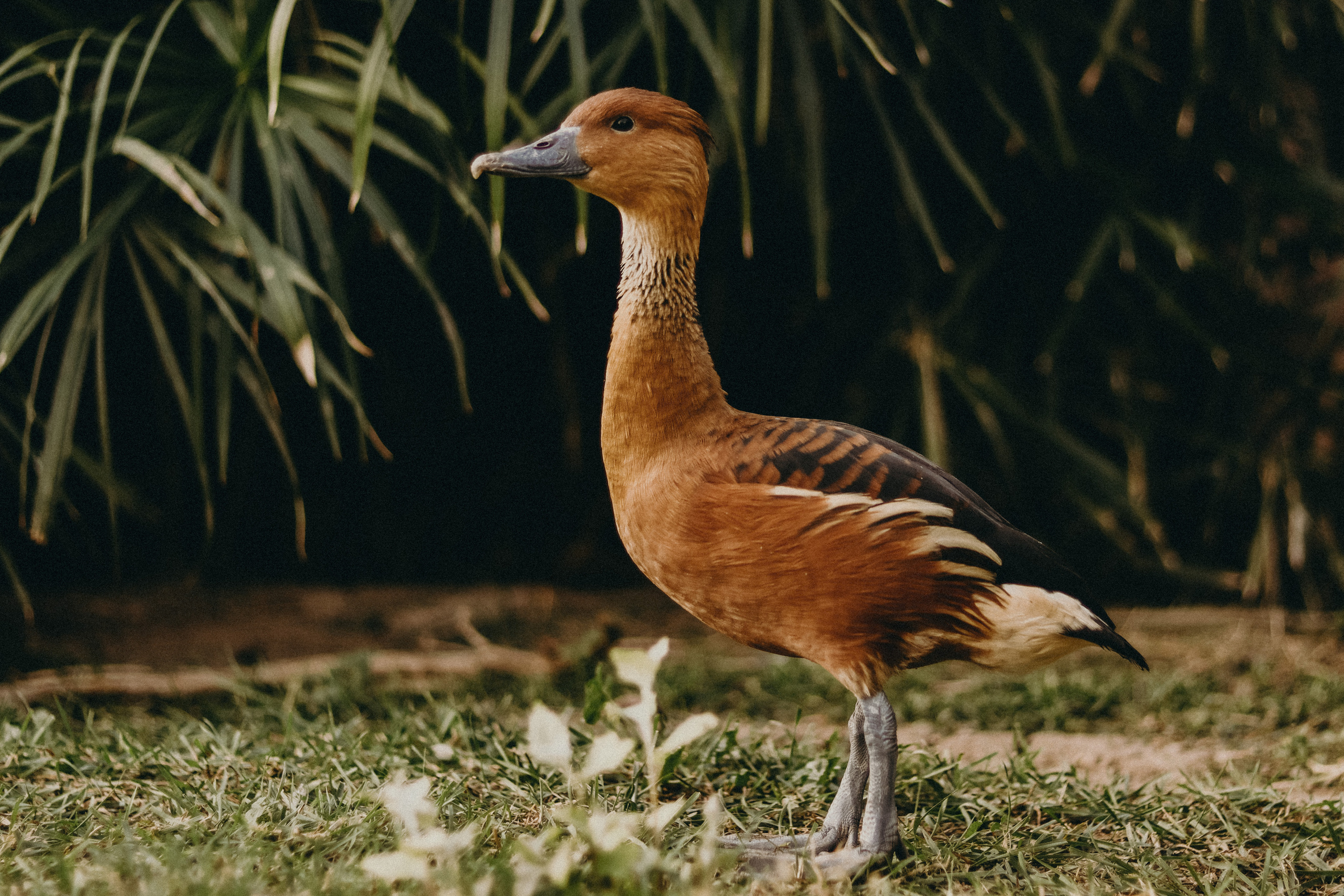 Attica Zoo, Greece, November 2021. Photographer in Israel Alice Milchin