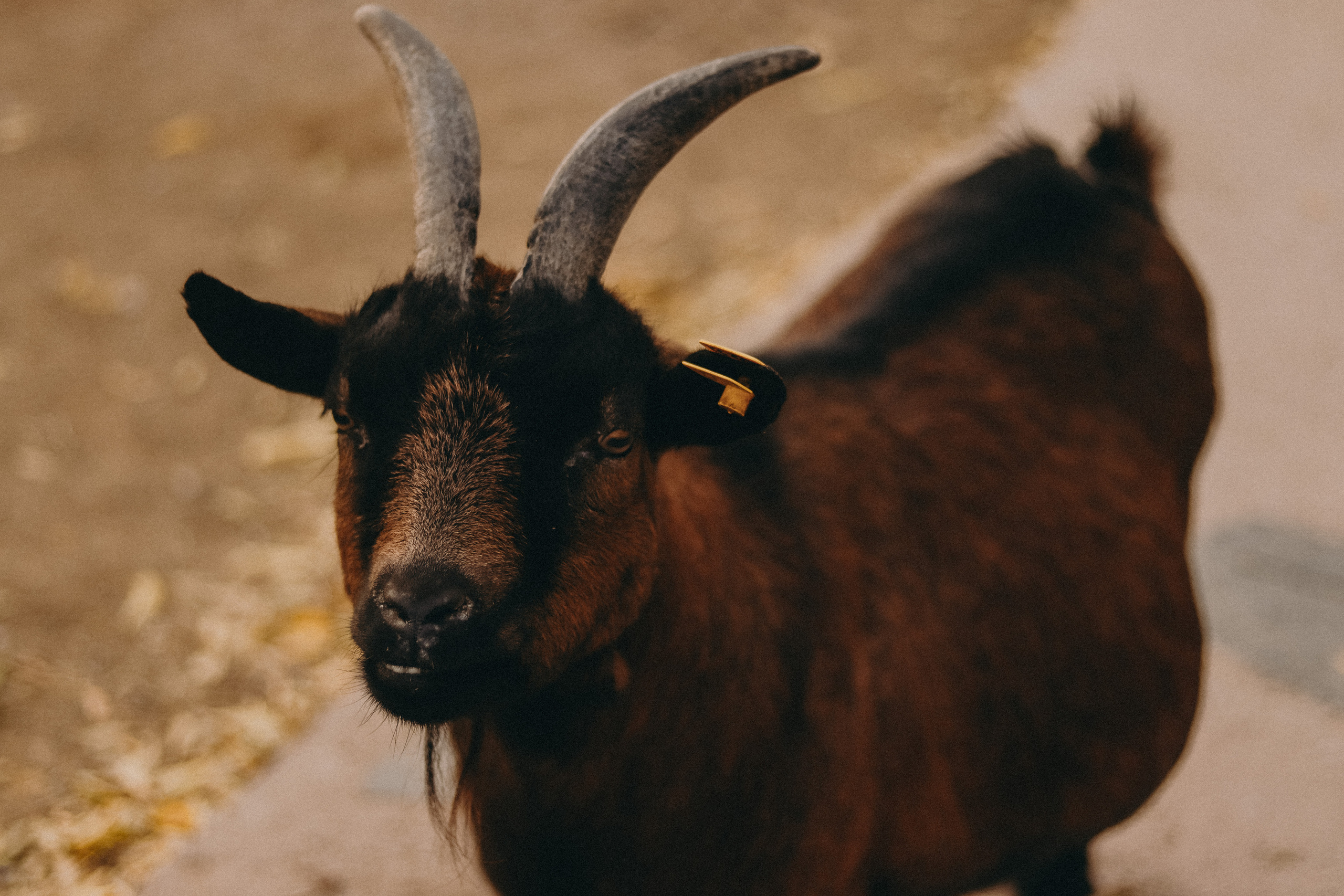 Attica Zoo, Greece, November 2021. Photographer in Israel Alice Milchin