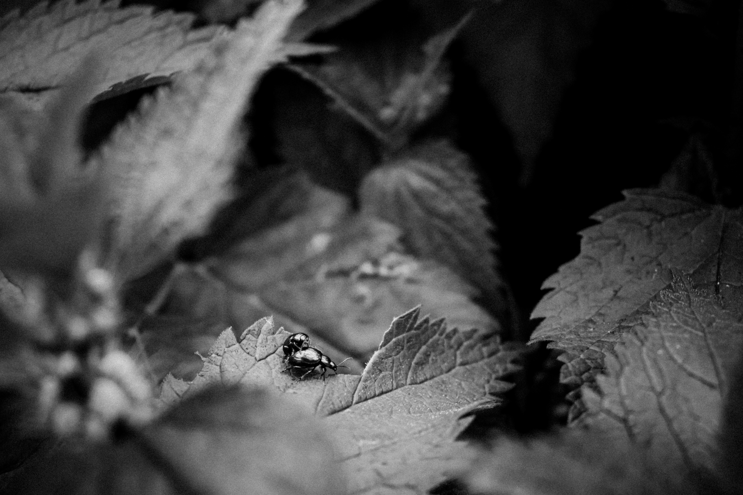 Russian nature, June 2020. Photographer in Israel Alice Milchin