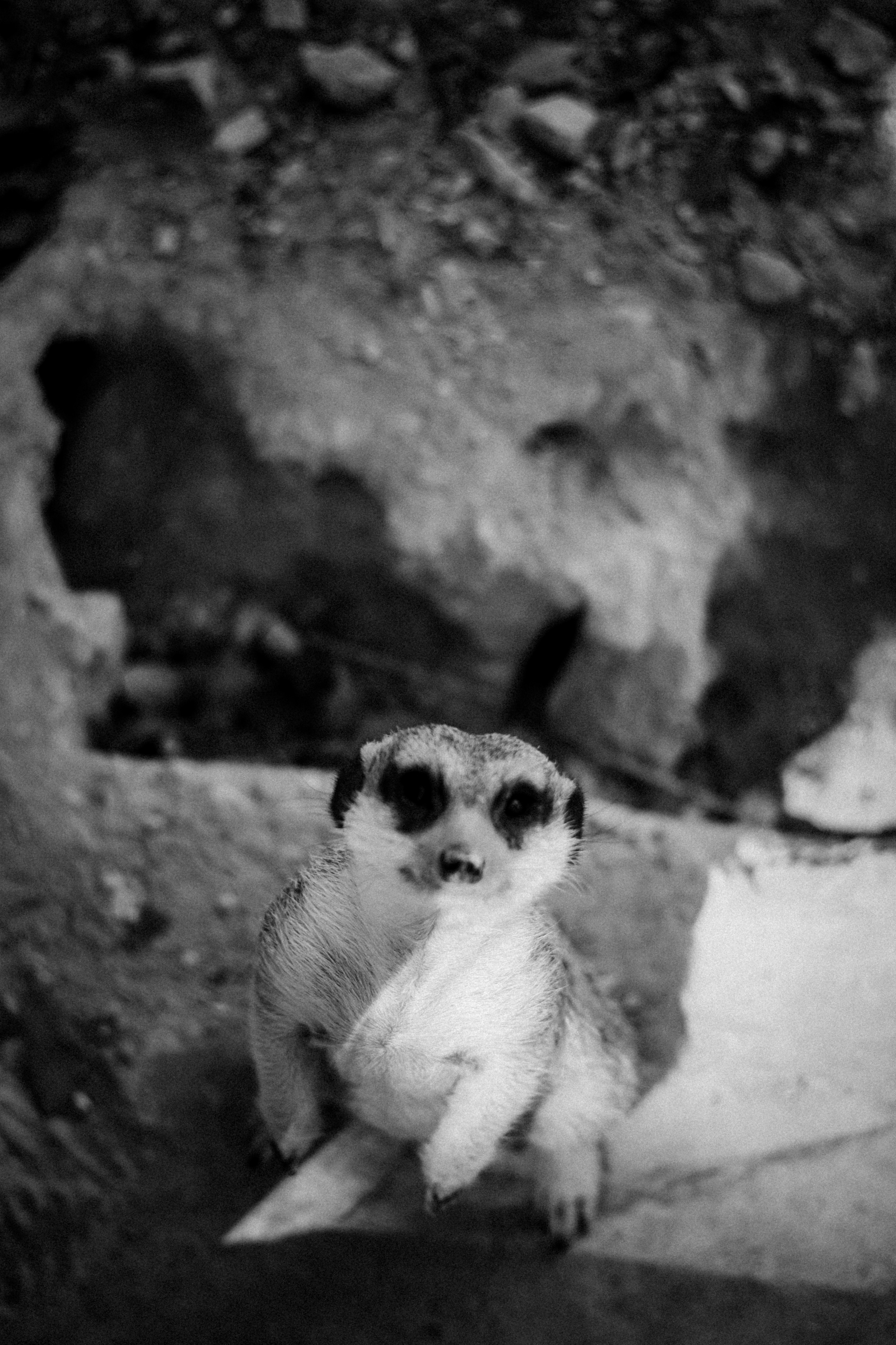 Limassol Zoo, Cyprus, August 2021. Photographer in Israel Alice Milchin
