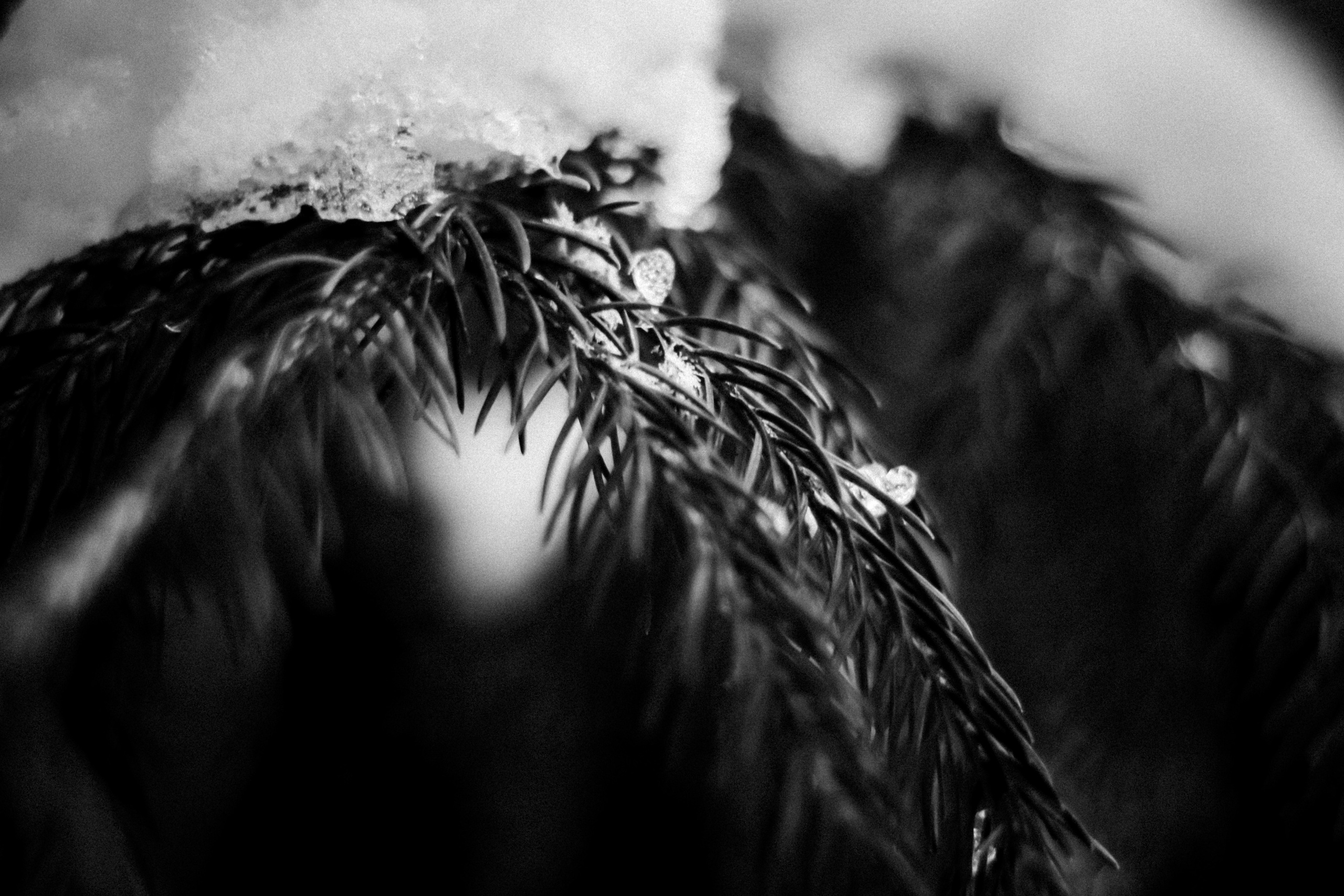 Russian nature, June 2020. Photographer in Israel Alice Milchin