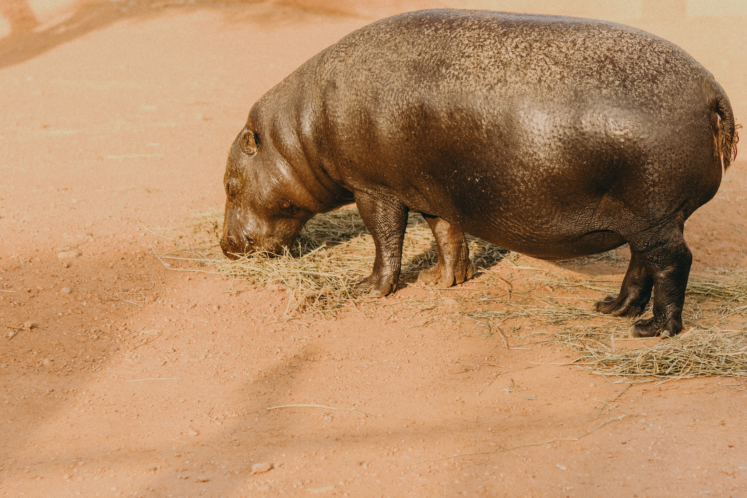 Attica Zoo, Greece, November 2021. Photographer in Israel Alice Milchin