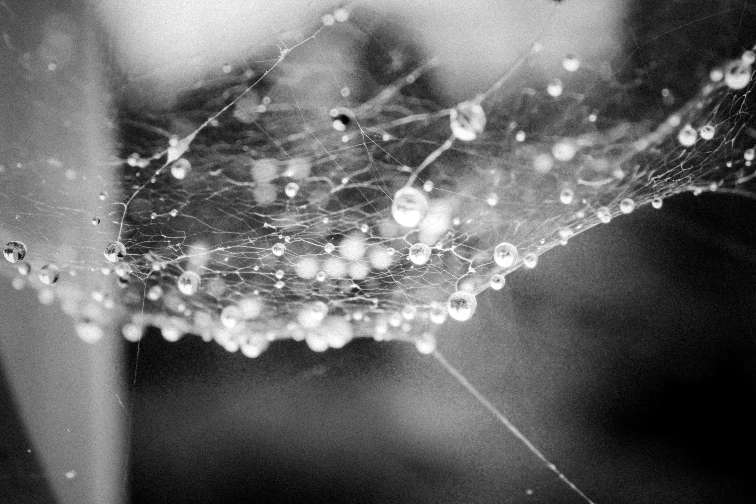 Russian nature, June 2020. Photographer in Israel Alice Milchin