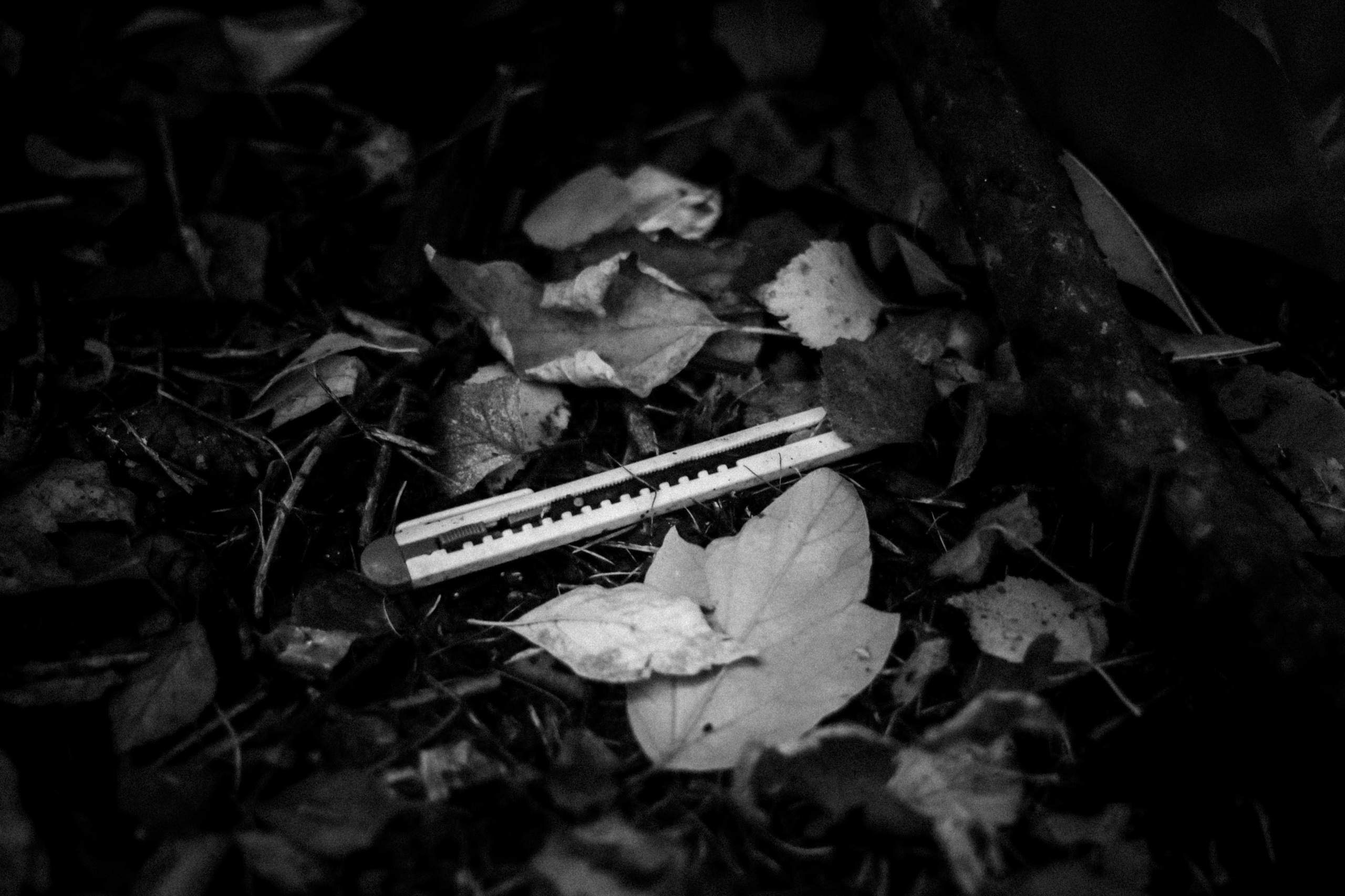 Cleaning the forest with Arshak Makichyan, September 2021. Photographer in Israel Alice Milchin