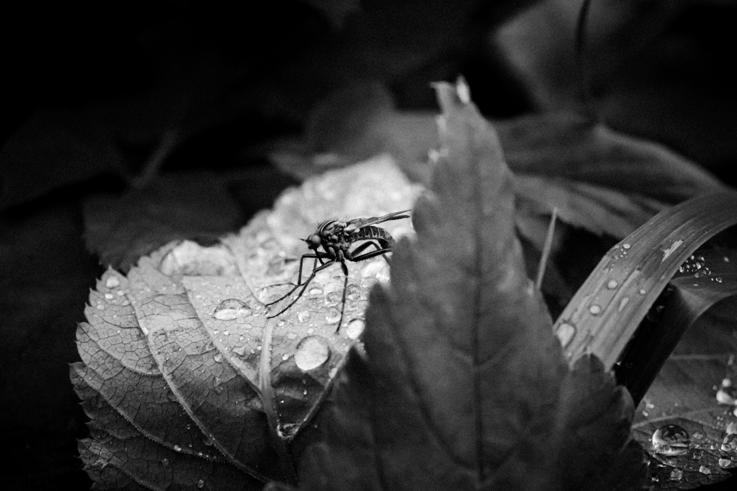 Russian nature, June 2020. Photographer in Israel Alice Milchin