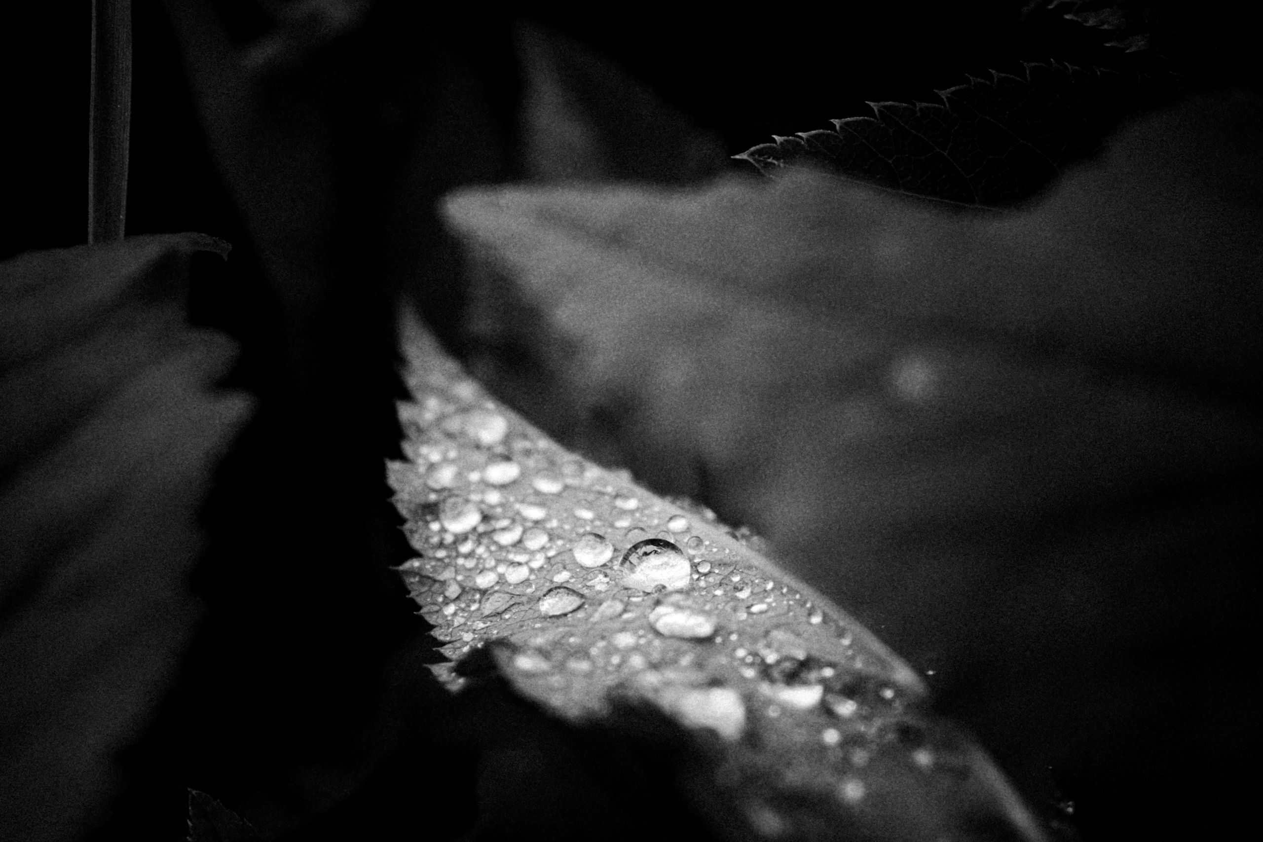 Russian nature, June 2020. Photographer in Israel Alice Milchin