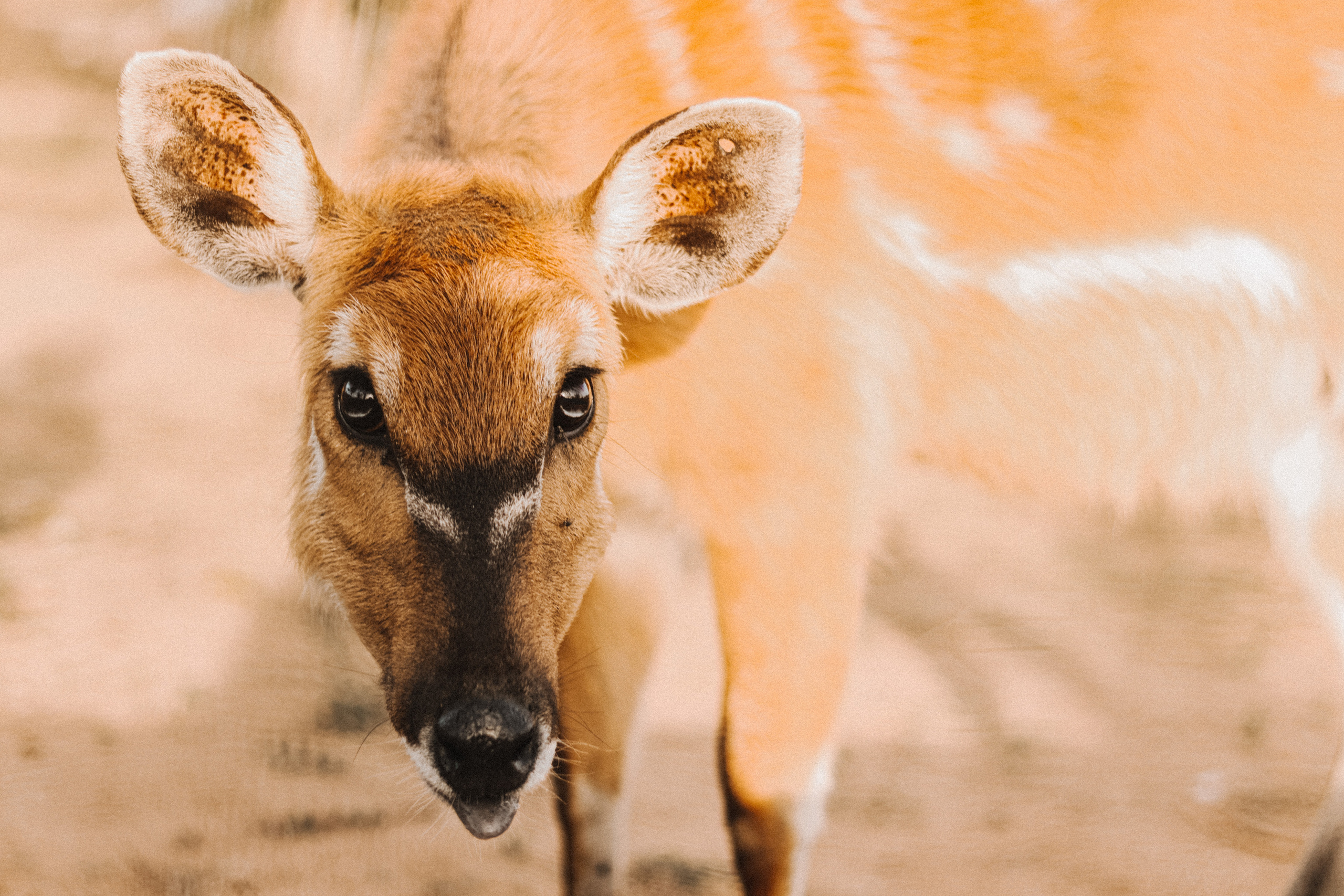 Attica Zoo, Greece, November 2021. Photographer in Israel Alice Milchin