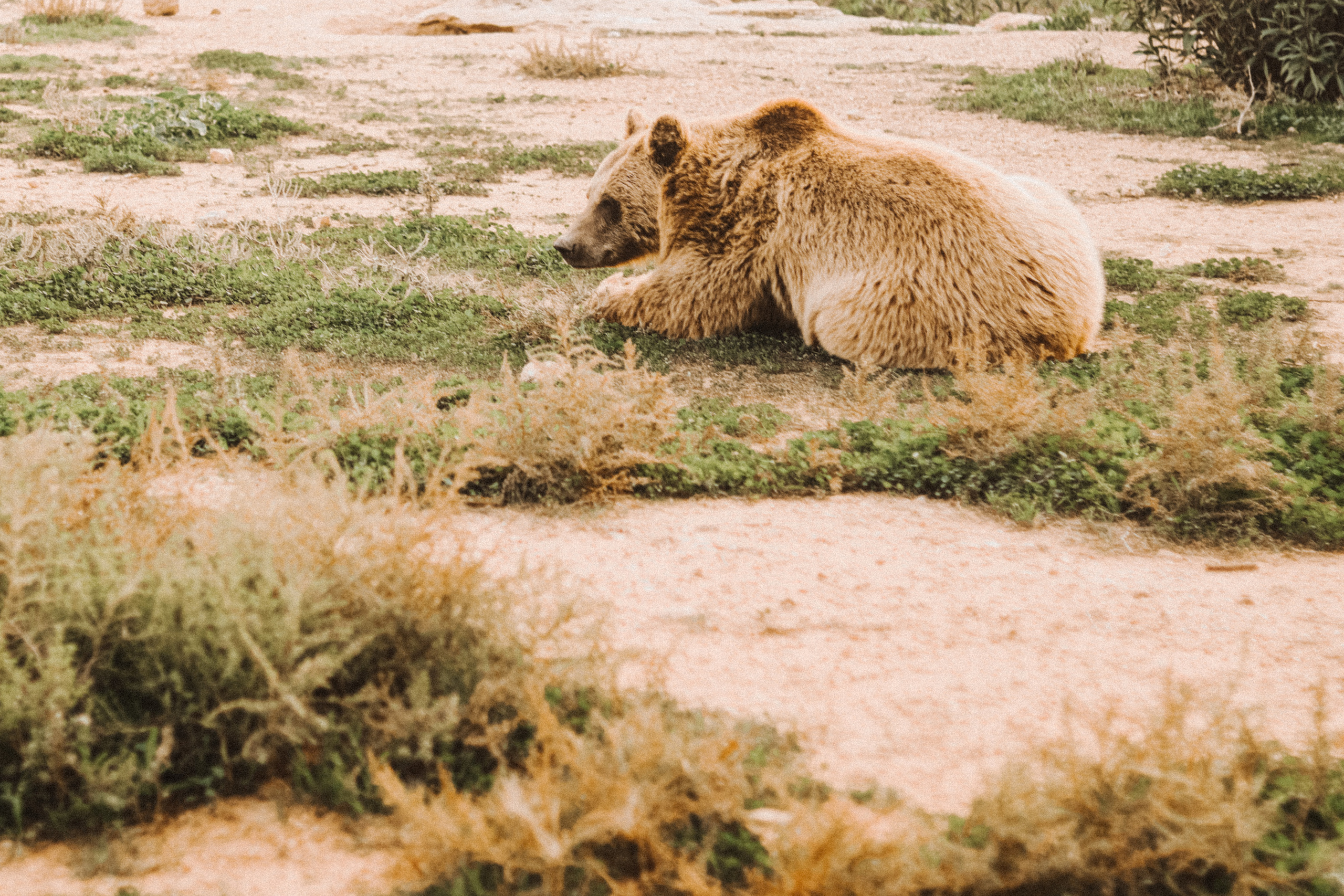 Attica Zoo, Greece, November 2021. Photographer in Israel Alice Milchin