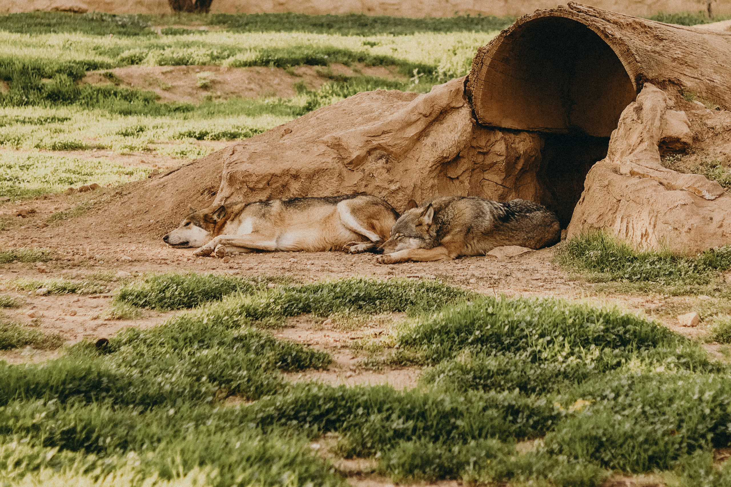 Attica Zoo, Greece, November 2021. Photographer in Israel Alice Milchin