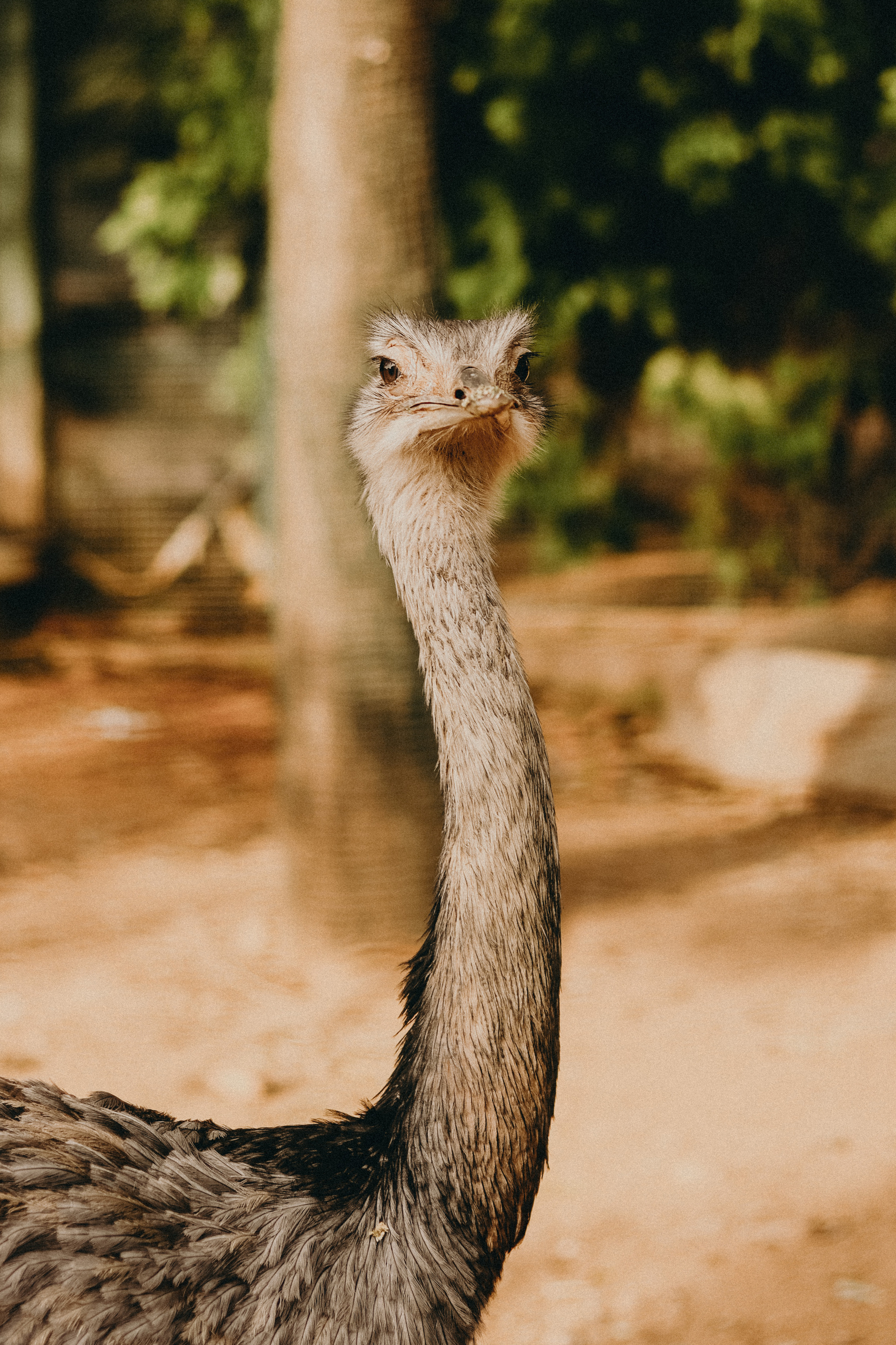 Attica Zoo, Greece, November 2021. Photographer in Israel Alice Milchin