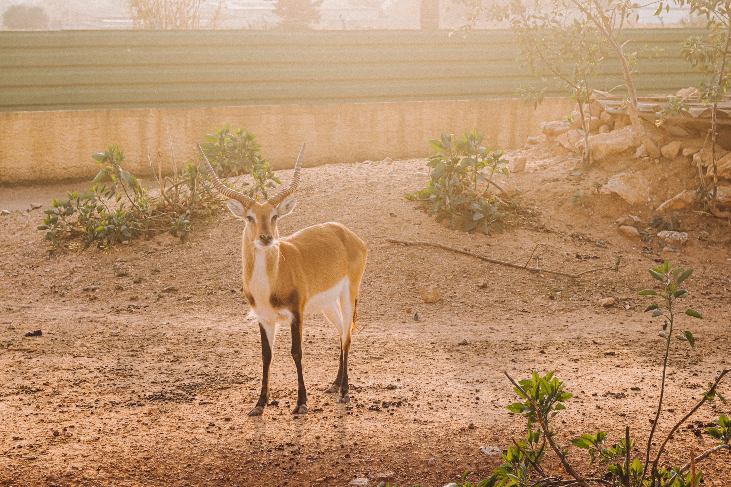 Attica Zoo, Greece, November 2021. Photographer in Israel Alice Milchin