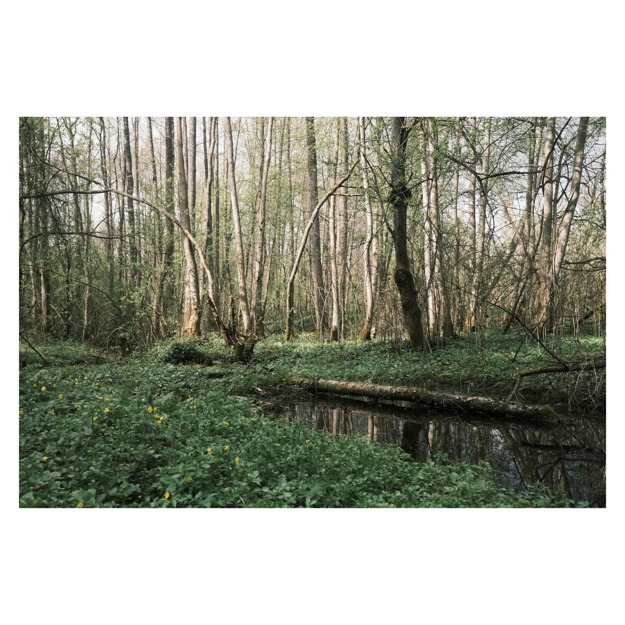 DMITLAG: Memorial, May-June 2022. Photographer in Israel Alice Milchin