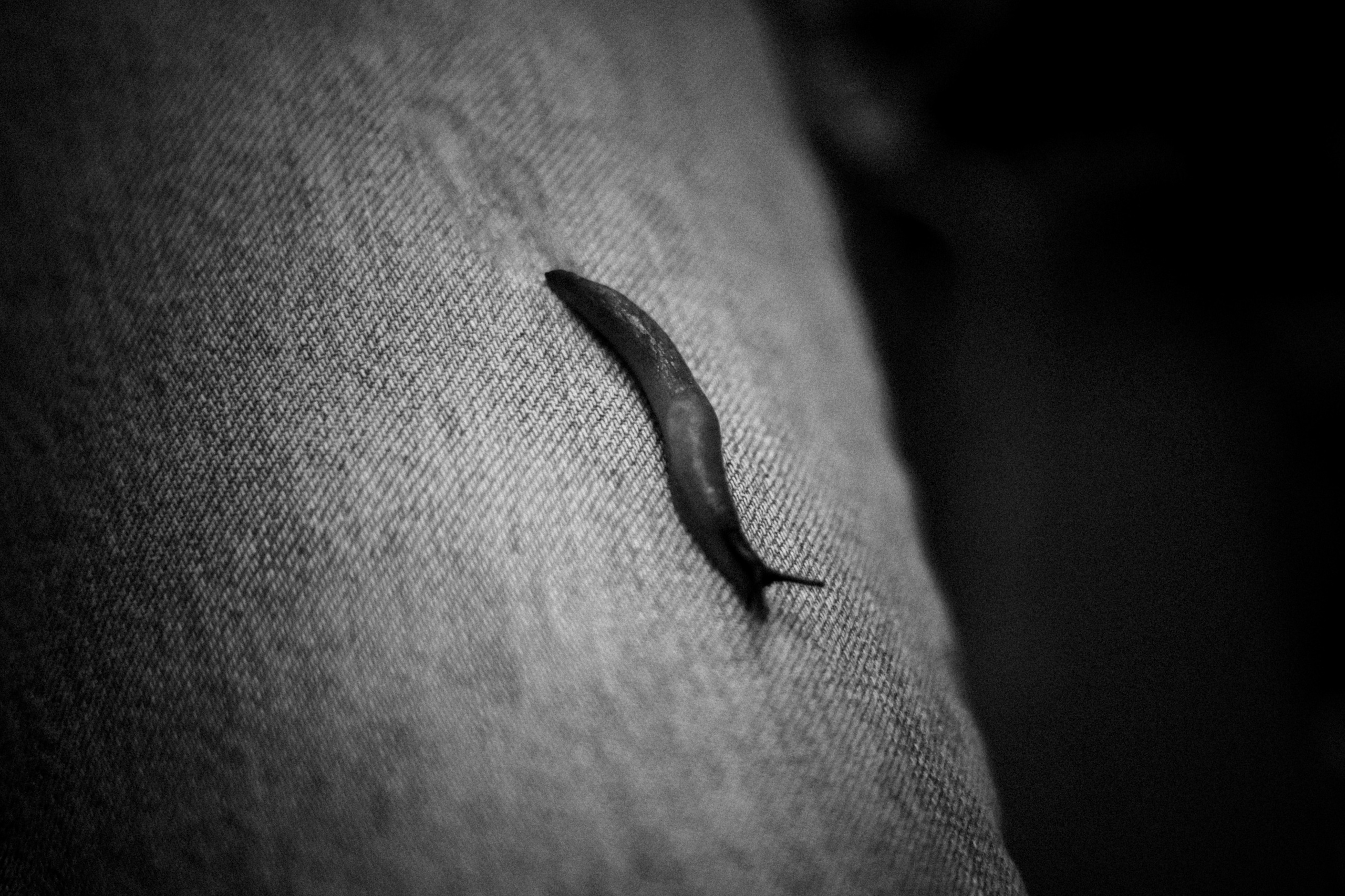 Cleaning the forest with Arshak Makichyan, September 2021. Photographer in Israel Alice Milchin