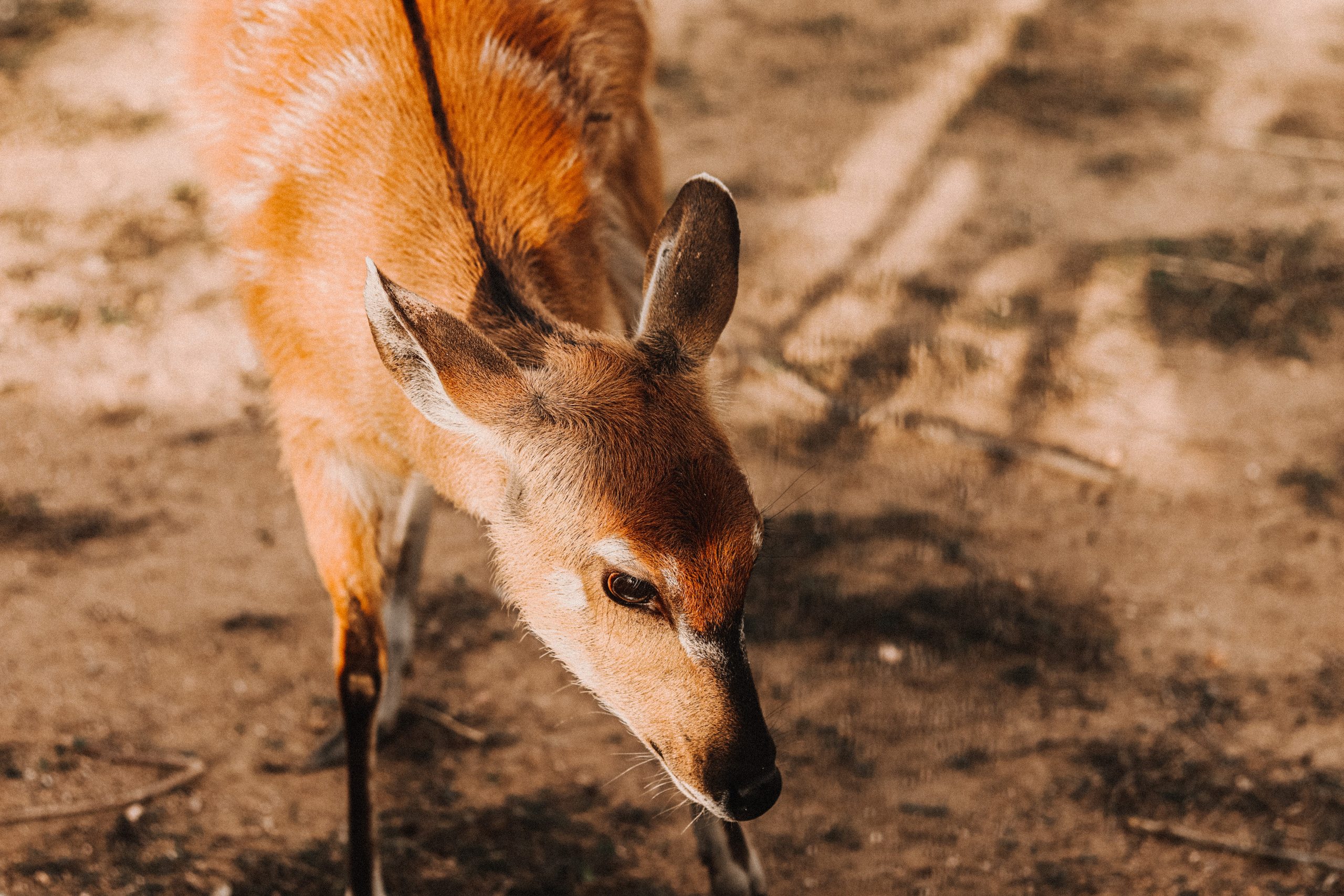 Attica Zoo, Greece, November 2021. Photographer in Israel Alice Milchin