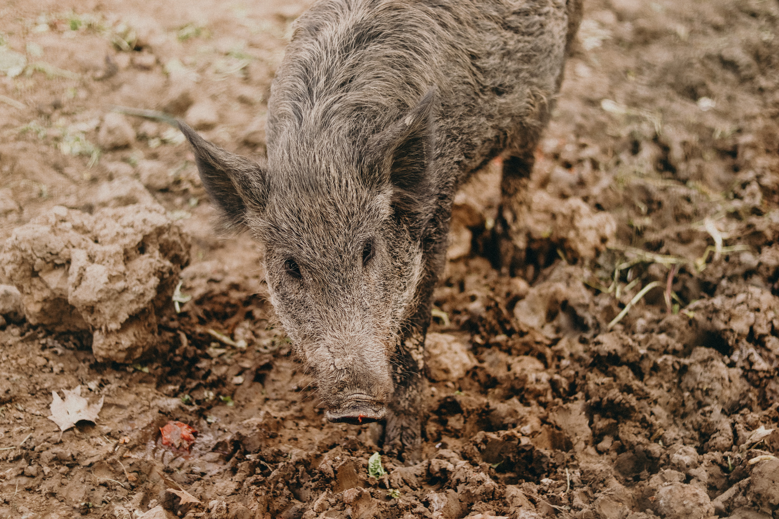 Attica Zoo, Greece, November 2021. Photographer in Israel Alice Milchin