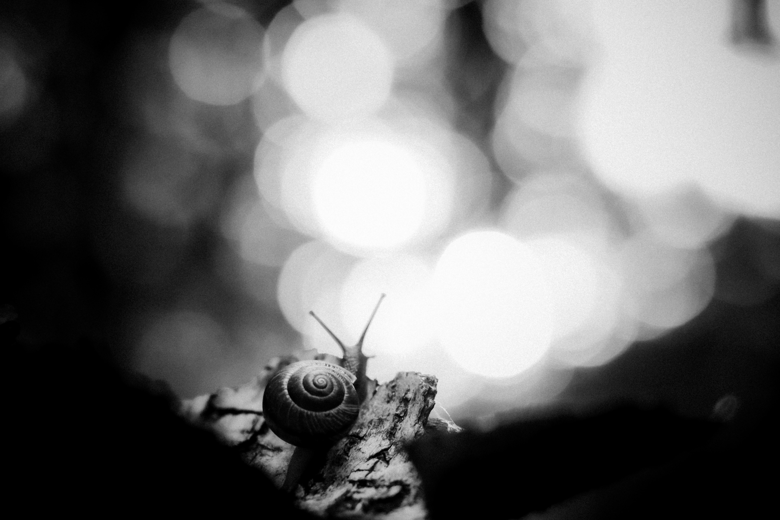 Russian nature, June 2020. Photographer in Israel Alice Milchin