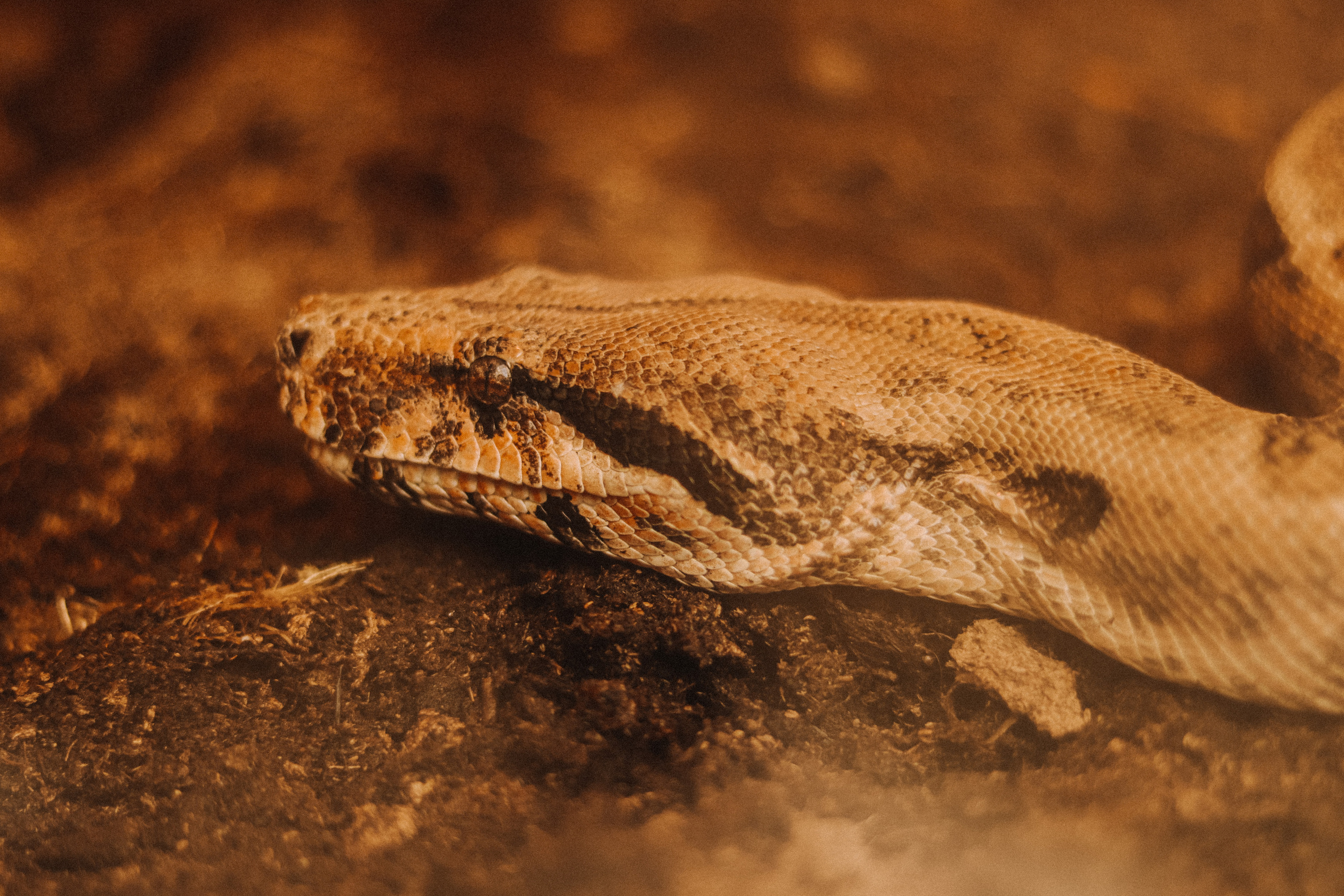 Attica Zoo, Greece, November 2021. Photographer in Israel Alice Milchin