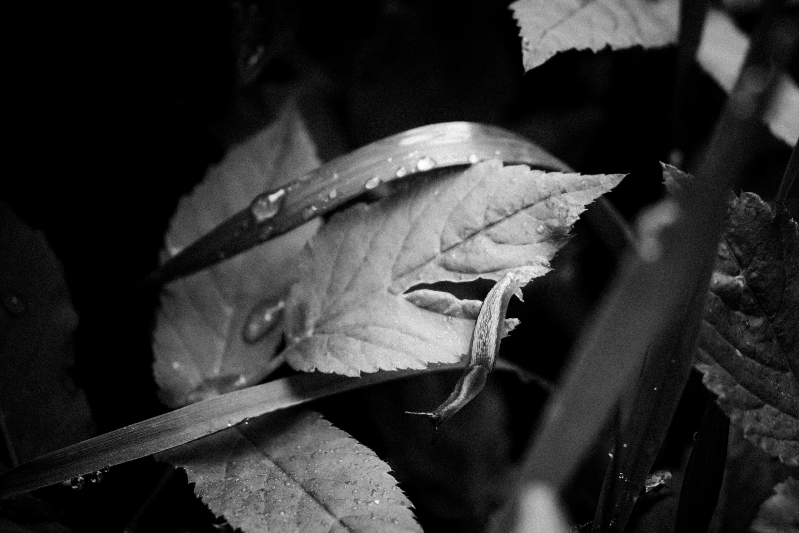 Russian nature, June 2020. Photographer in Israel Alice Milchin