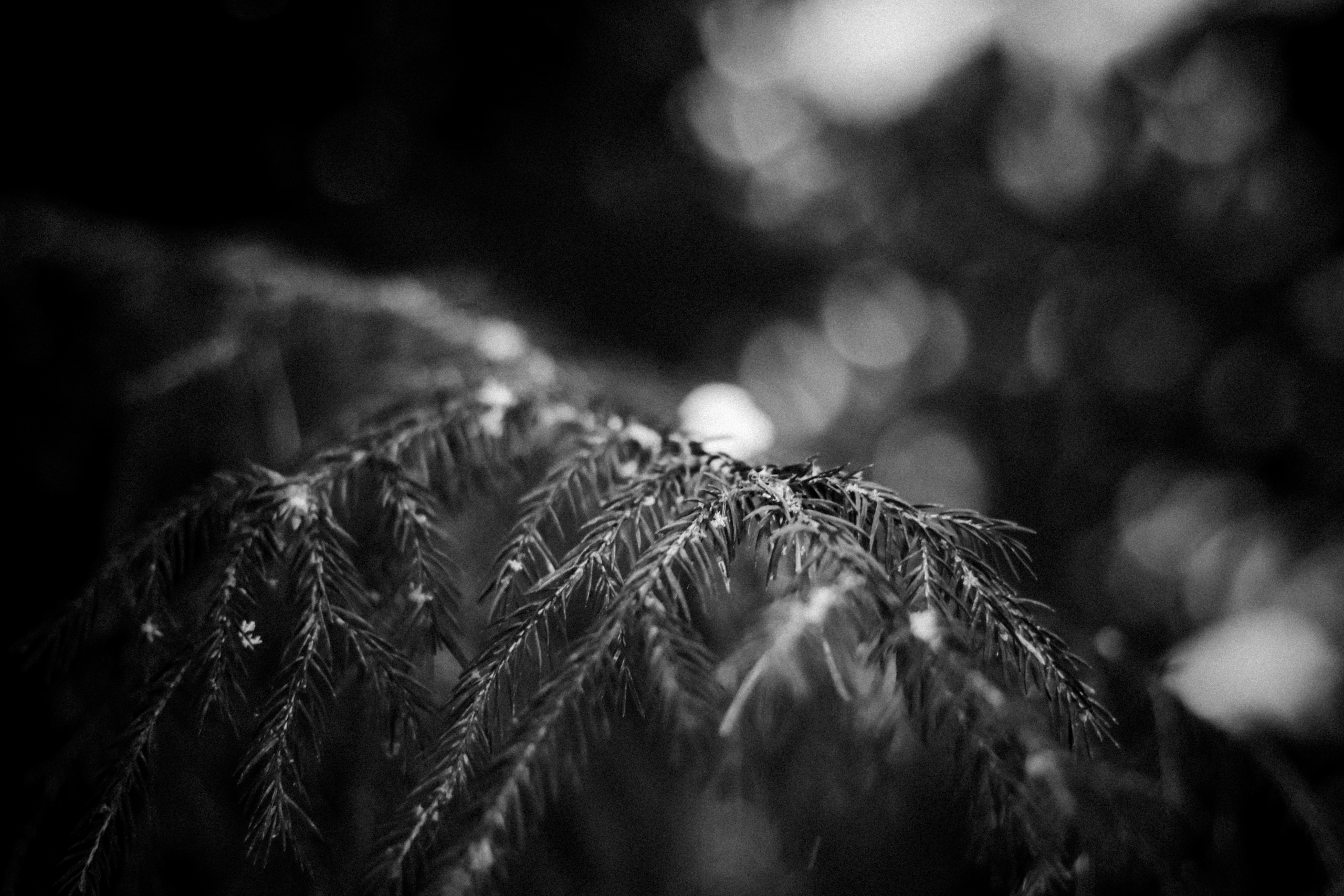 Russian nature, June 2020. Photographer in Israel Alice Milchin