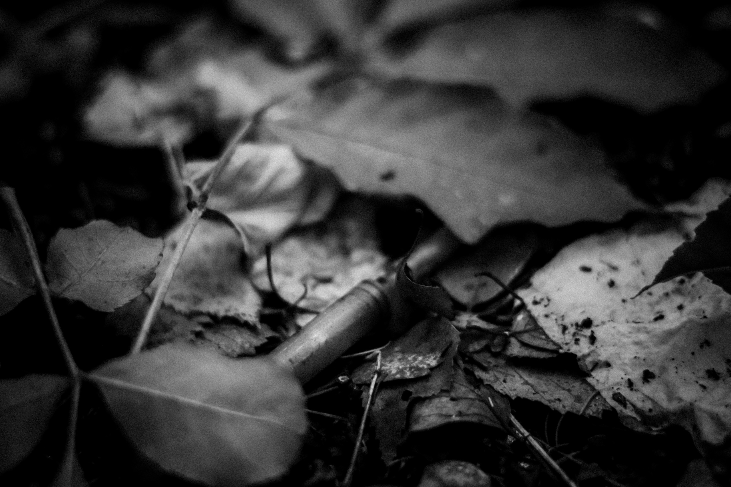 Cleaning the forest with Arshak Makichyan, September 2021. Photographer in Israel Alice Milchin