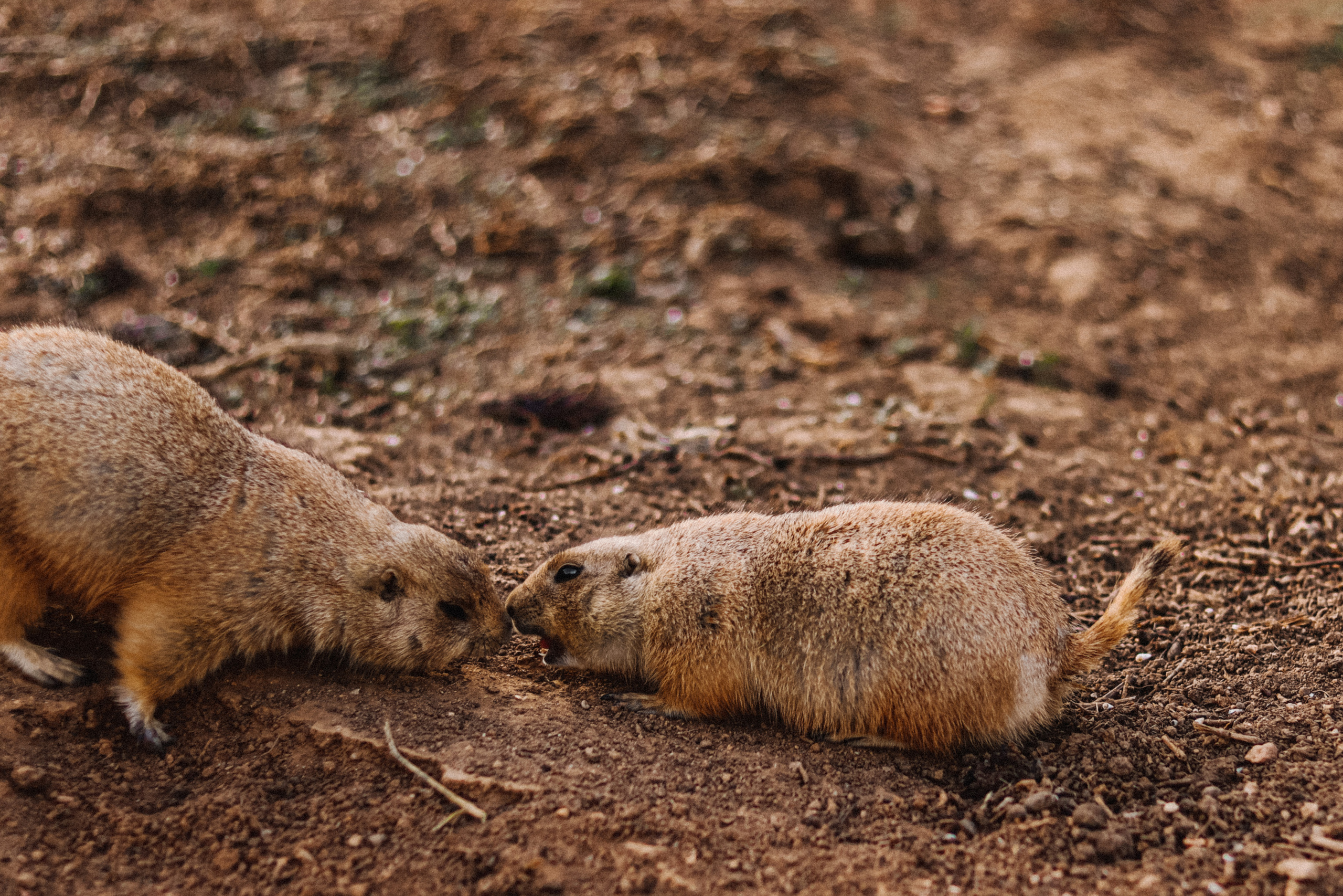 Attica Zoo, Greece, November 2021. Photographer in Israel Alice Milchin