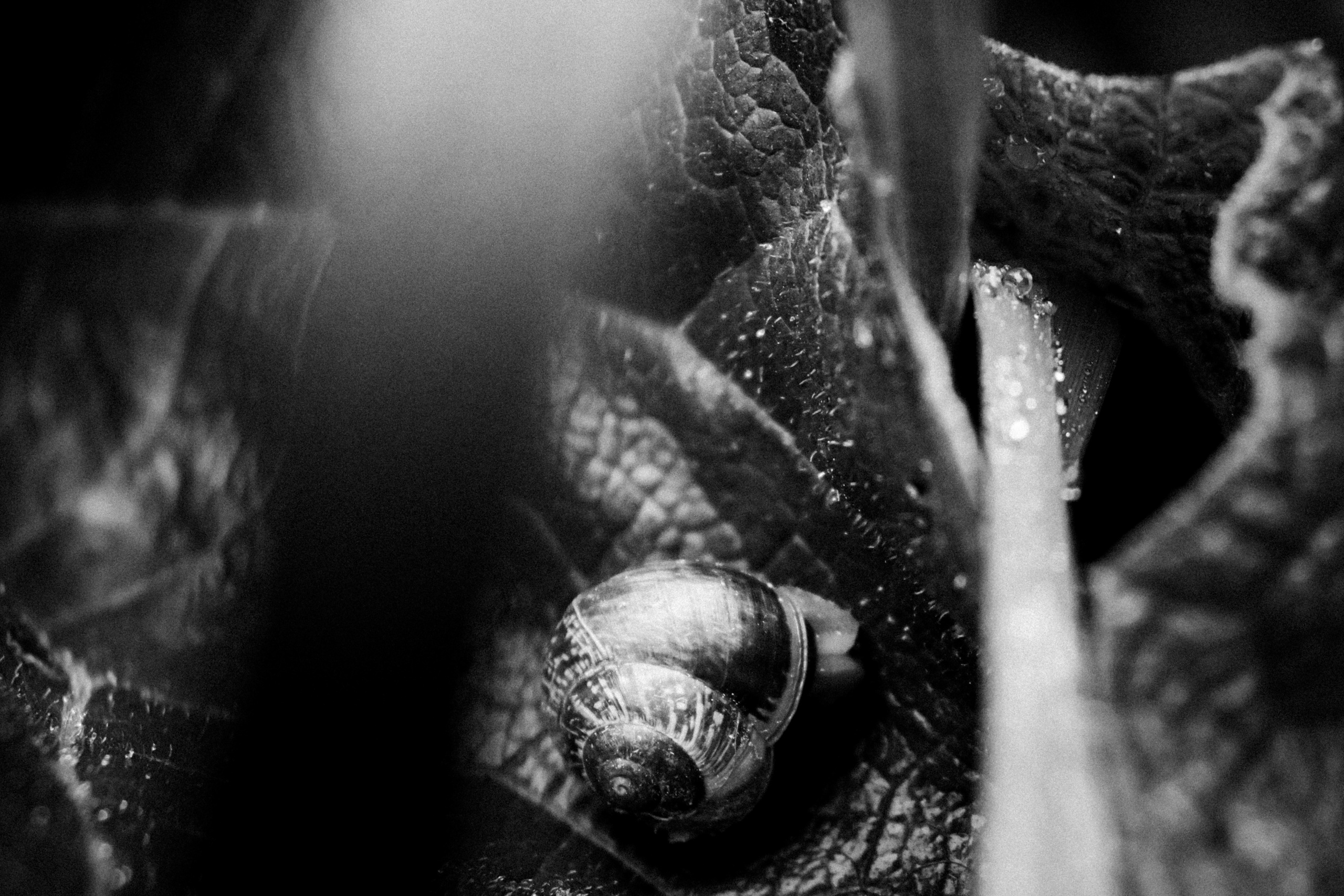 Russian nature, June 2020. Photographer in Israel Alice Milchin