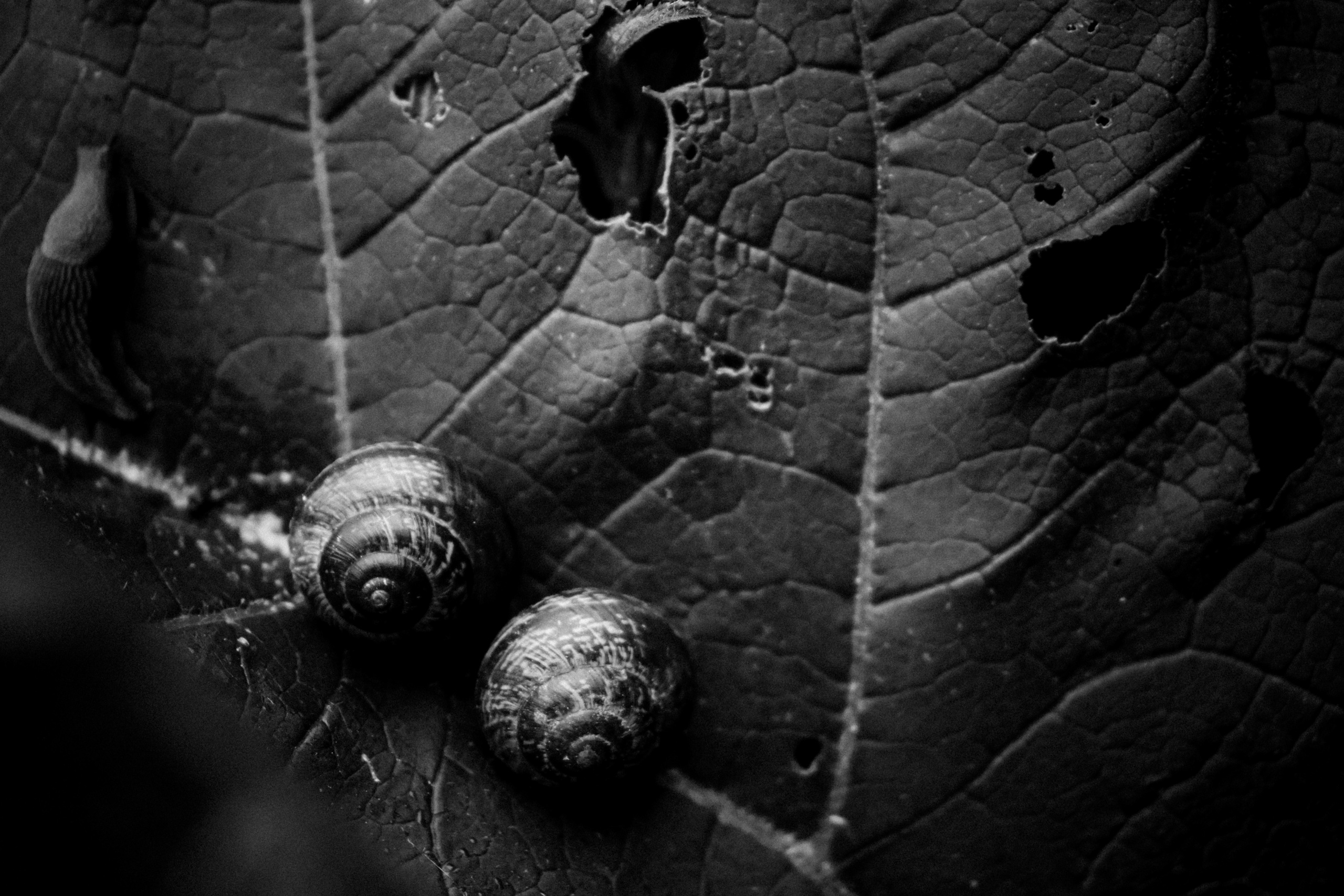 Russian nature, June 2020. Photographer in Israel Alice Milchin