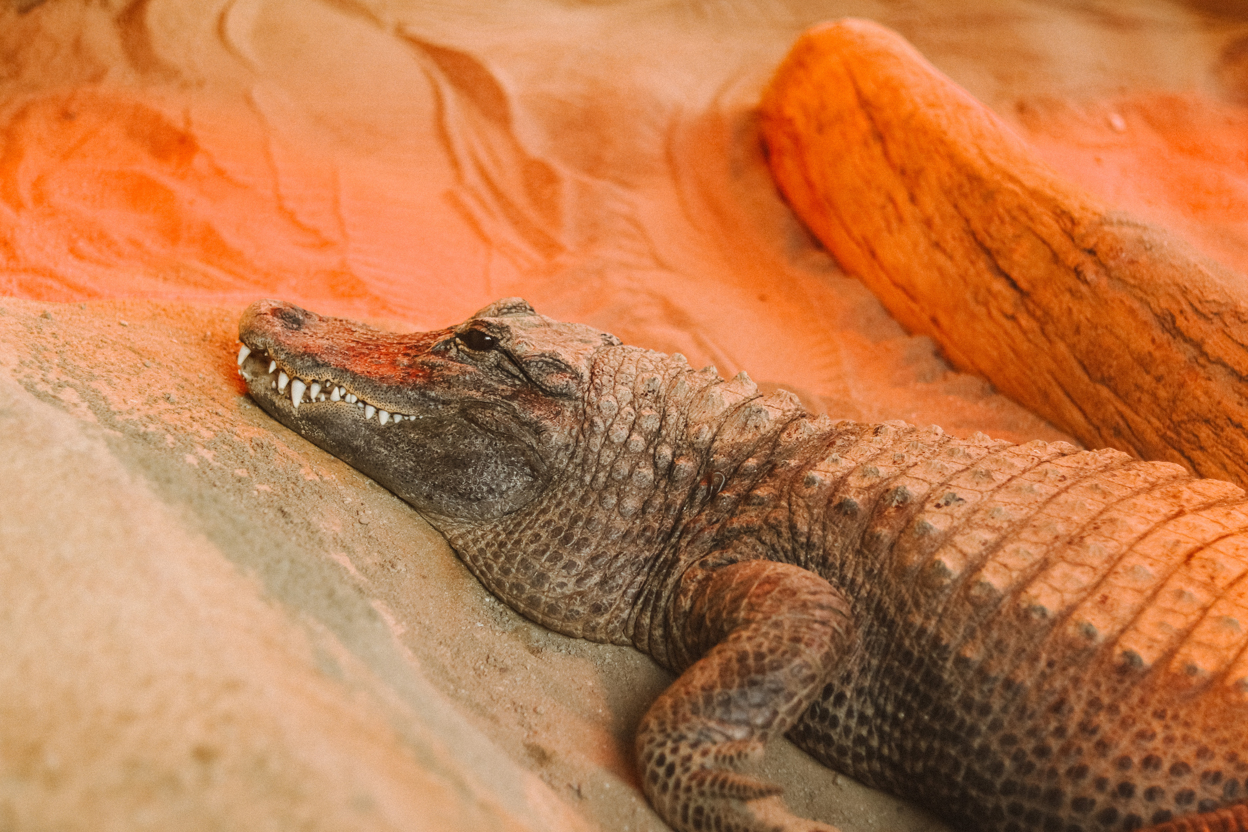 Attica Zoo, Greece, November 2021. Photographer in Israel Alice Milchin