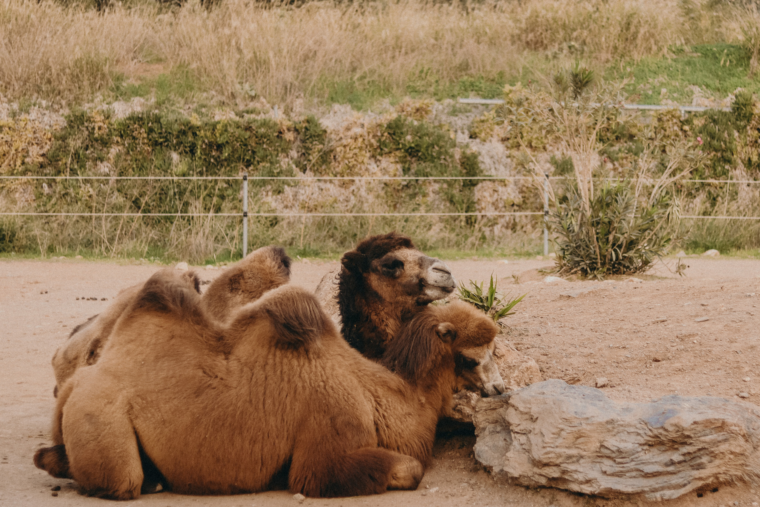 Attica Zoo, Greece, November 2021. Photographer in Israel Alice Milchin
