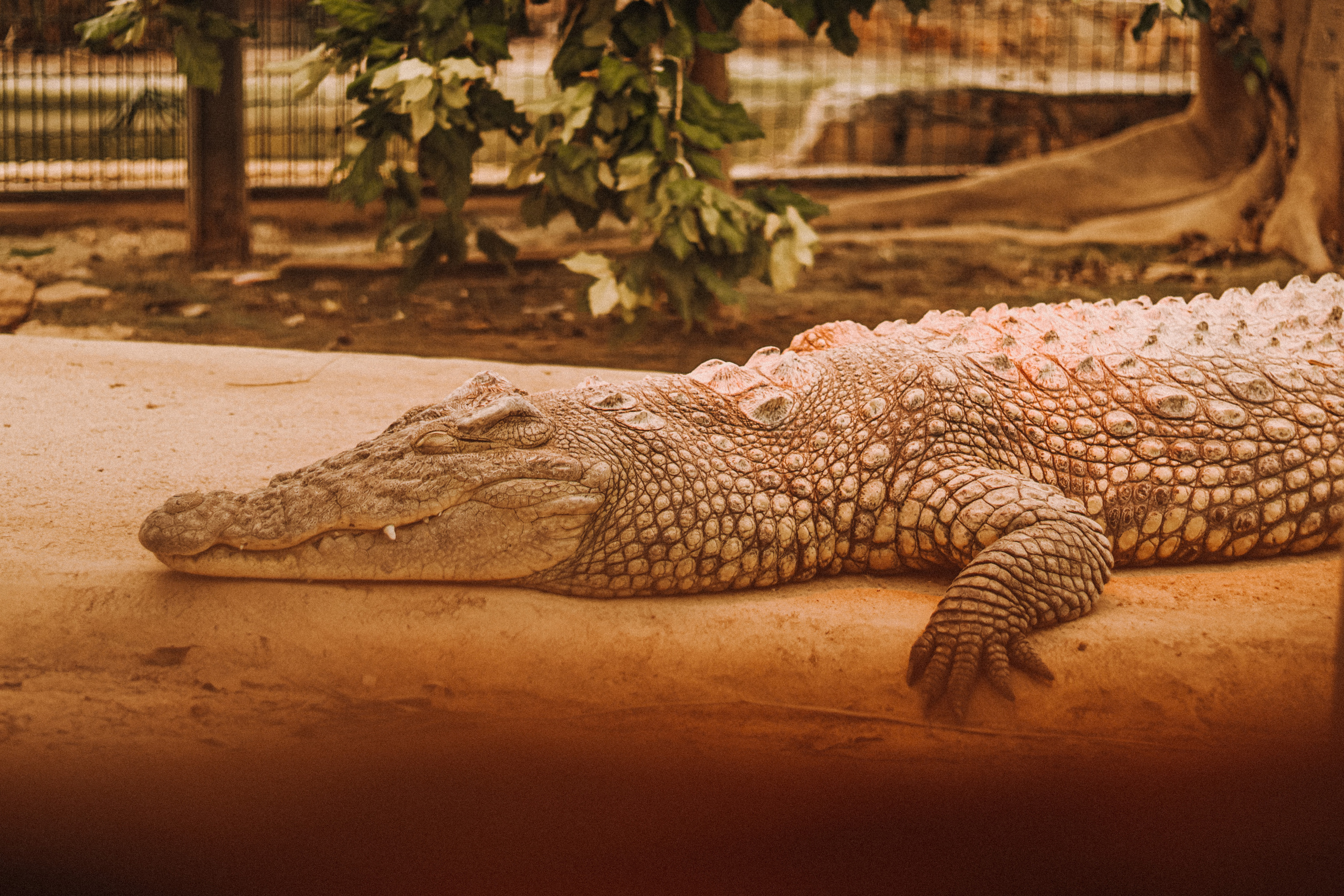 Attica Zoo, Greece, November 2021. Photographer in Israel Alice Milchin