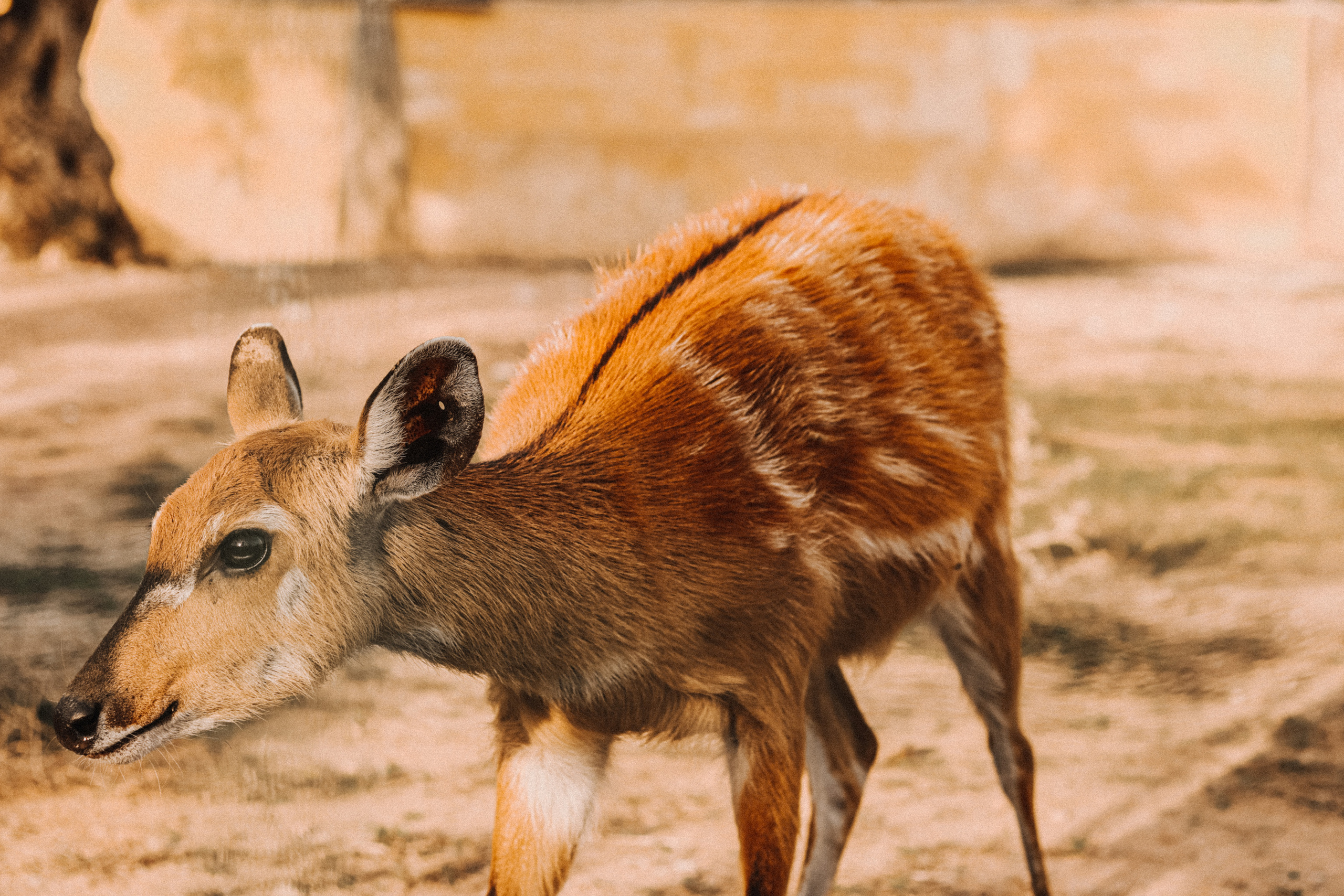 Attica Zoo, Greece, November 2021. Photographer in Israel Alice Milchin