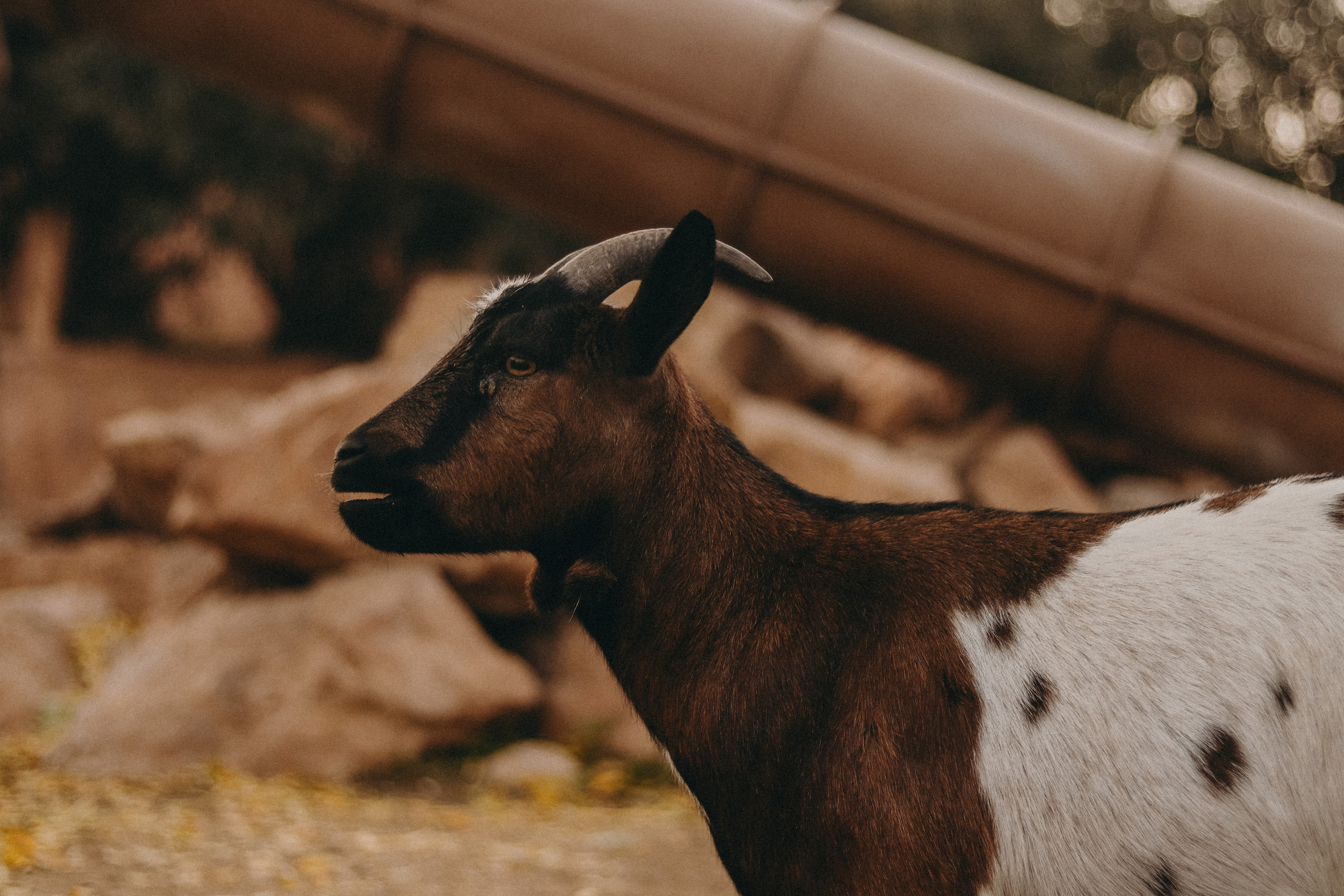 Attica Zoo, Greece, November 2021. Photographer in Israel Alice Milchin