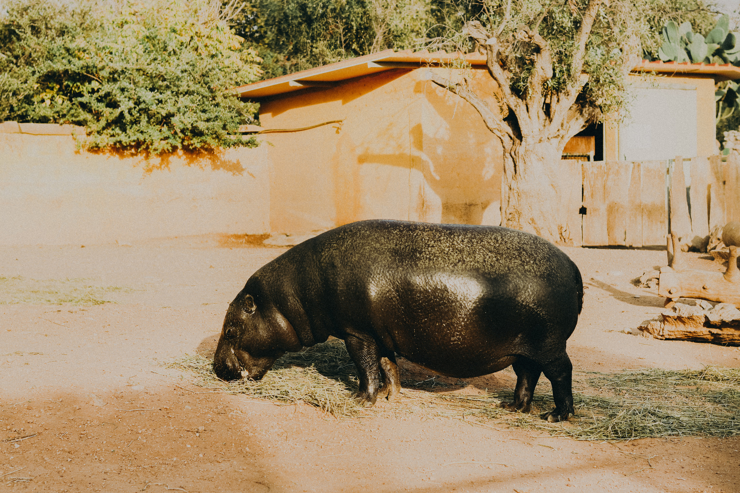 Attica Zoo, Greece, November 2021. Photographer in Israel Alice Milchin