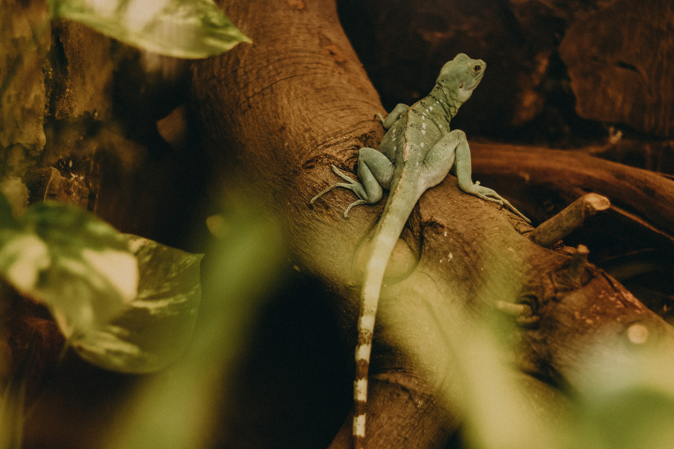 Attica Zoo, Greece, November 2021. Photographer in Israel Alice Milchin