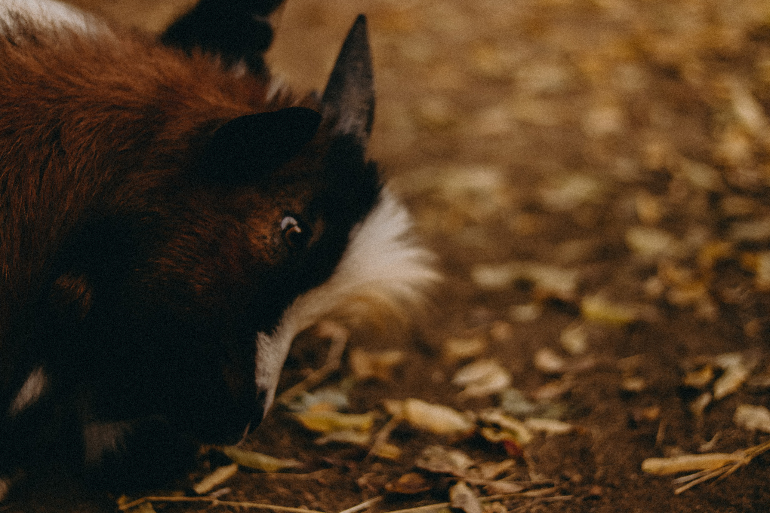 Attica Zoo, Greece, November 2021. Photographer in Israel Alice Milchin