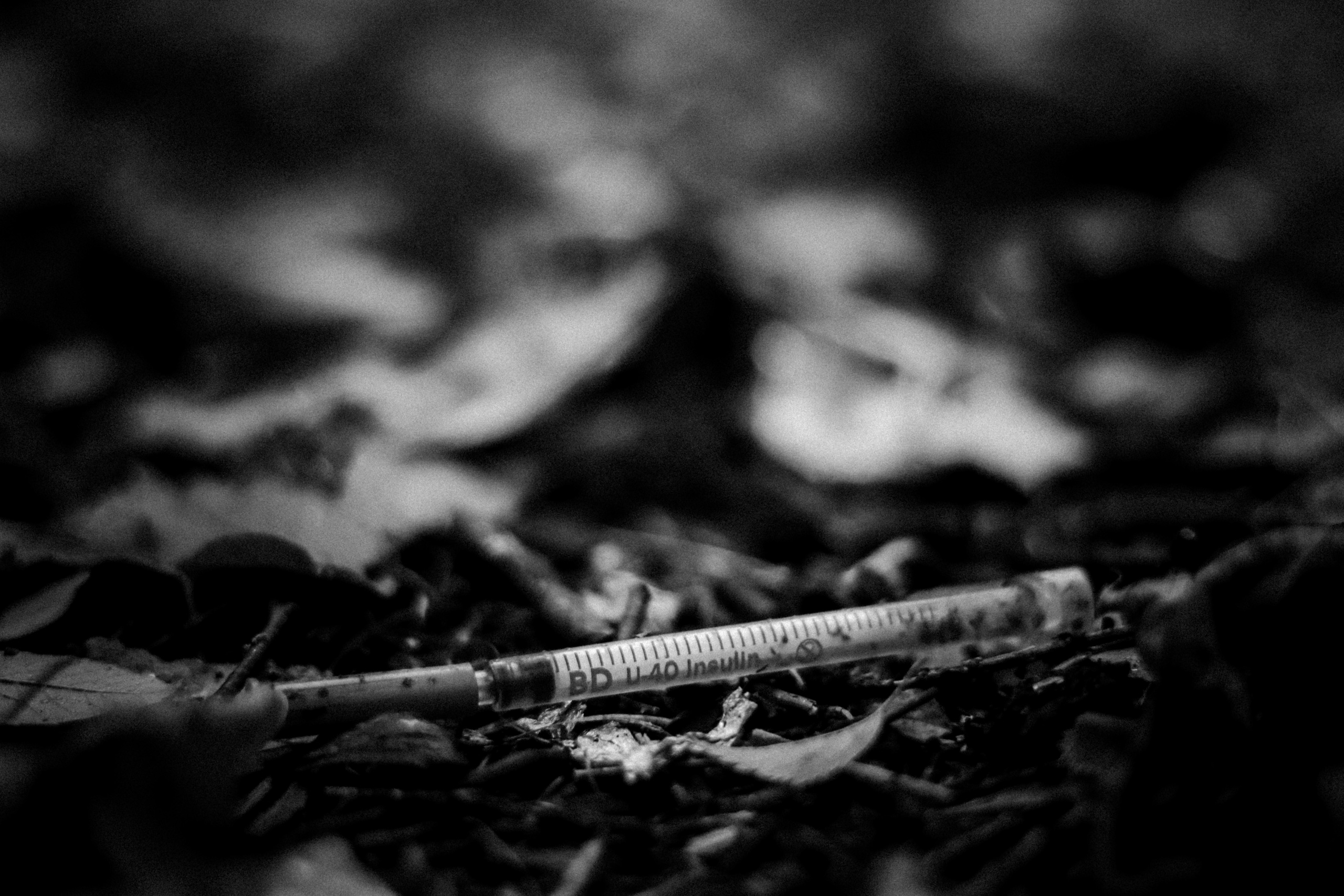 Cleaning the forest with Arshak Makichyan, September 2021. Photographer in Israel Alice Milchin