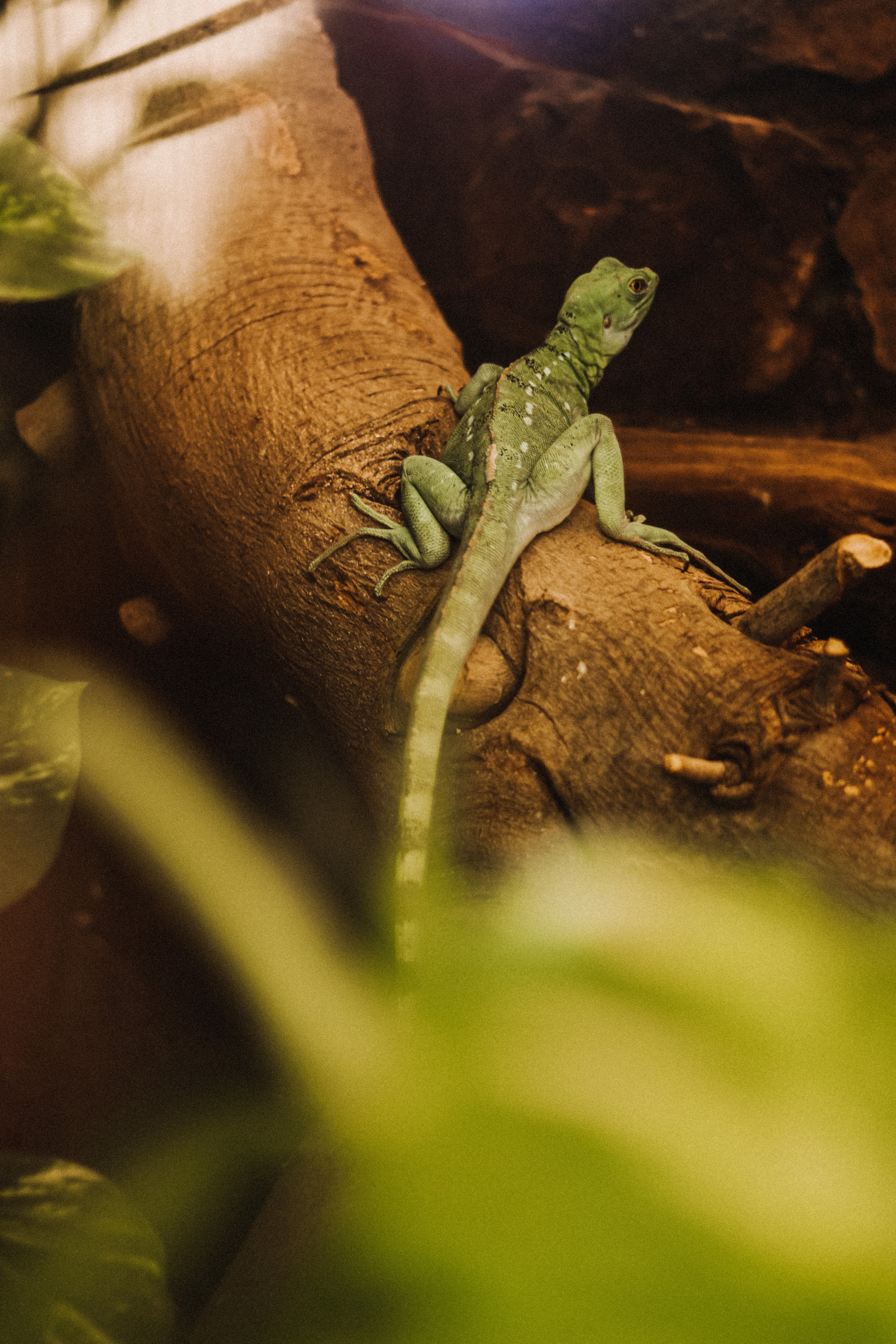 Attica Zoo, Greece, November 2021. Photographer in Israel Alice Milchin