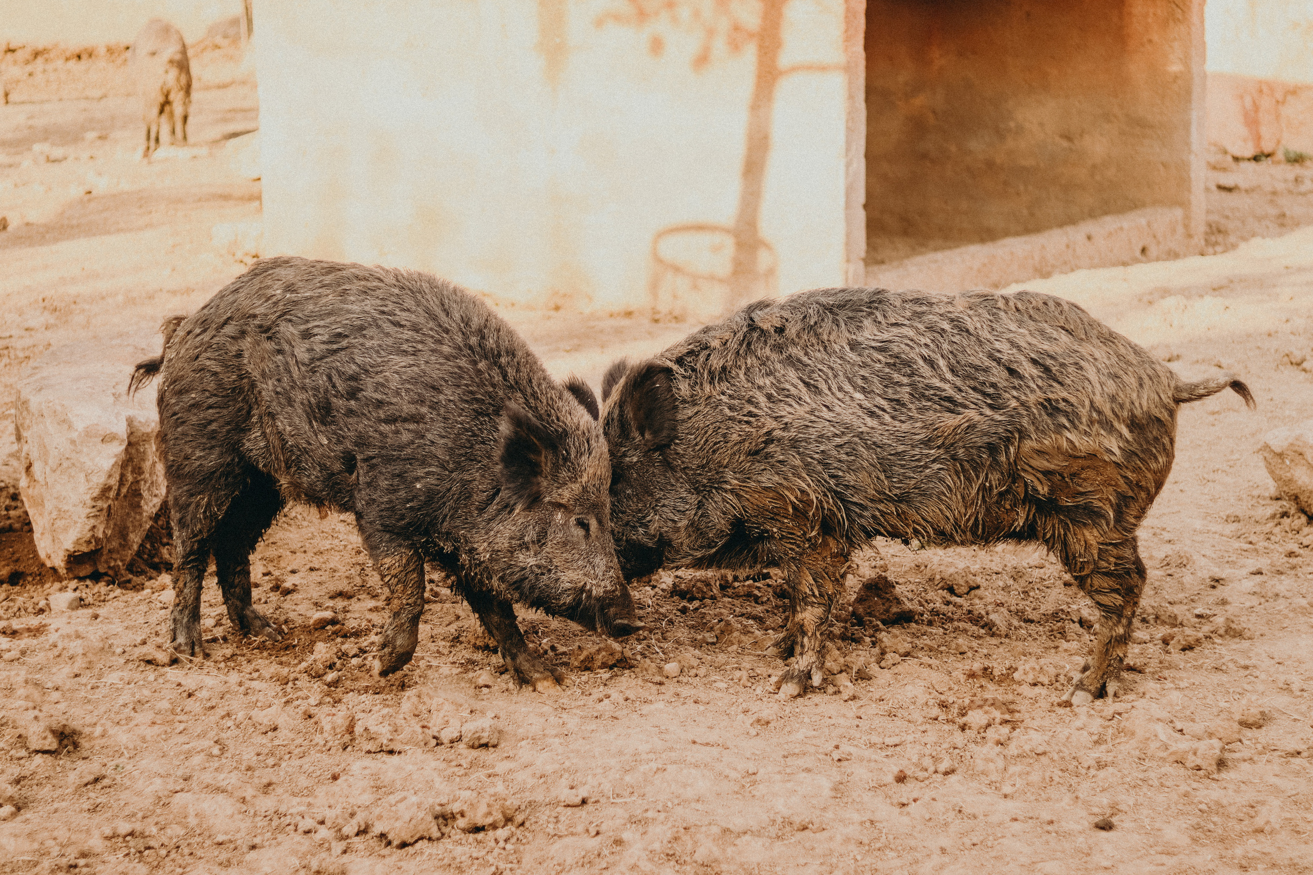 Attica Zoo, Greece, November 2021. Photographer in Israel Alice Milchin