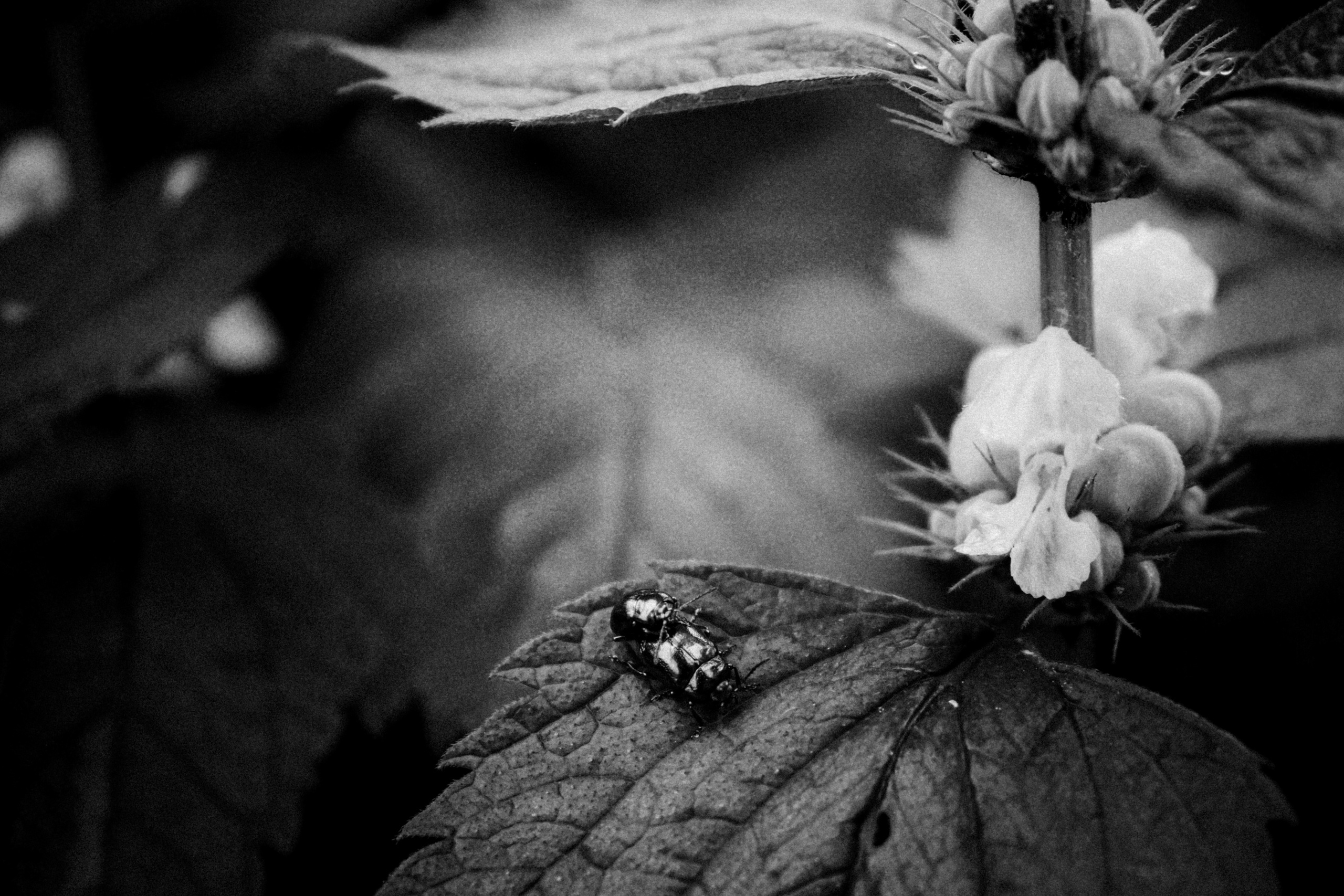 Russian nature, June 2020. Photographer in Israel Alice Milchin