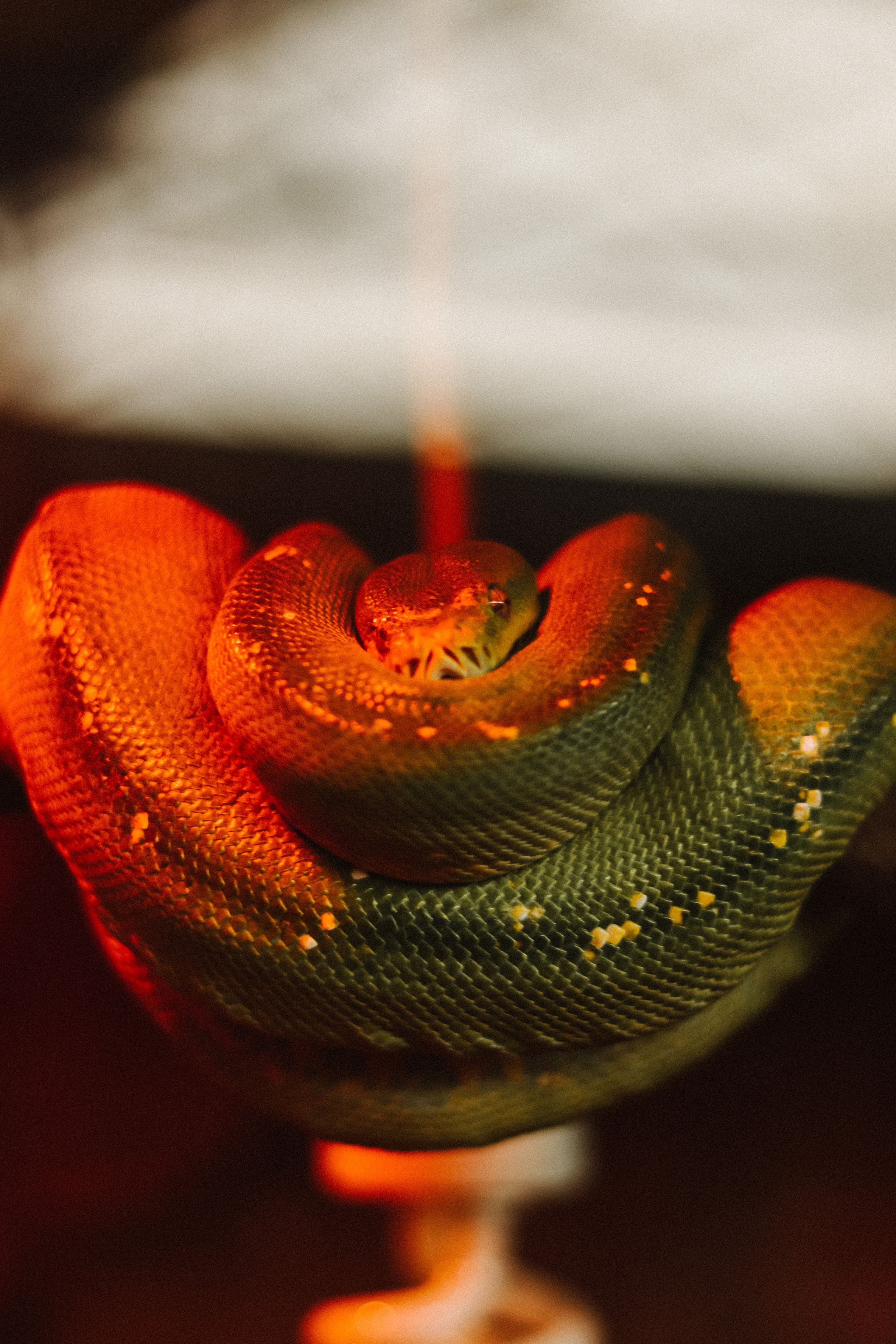 Attica Zoo, Greece, November 2021. Photographer in Israel Alice Milchin