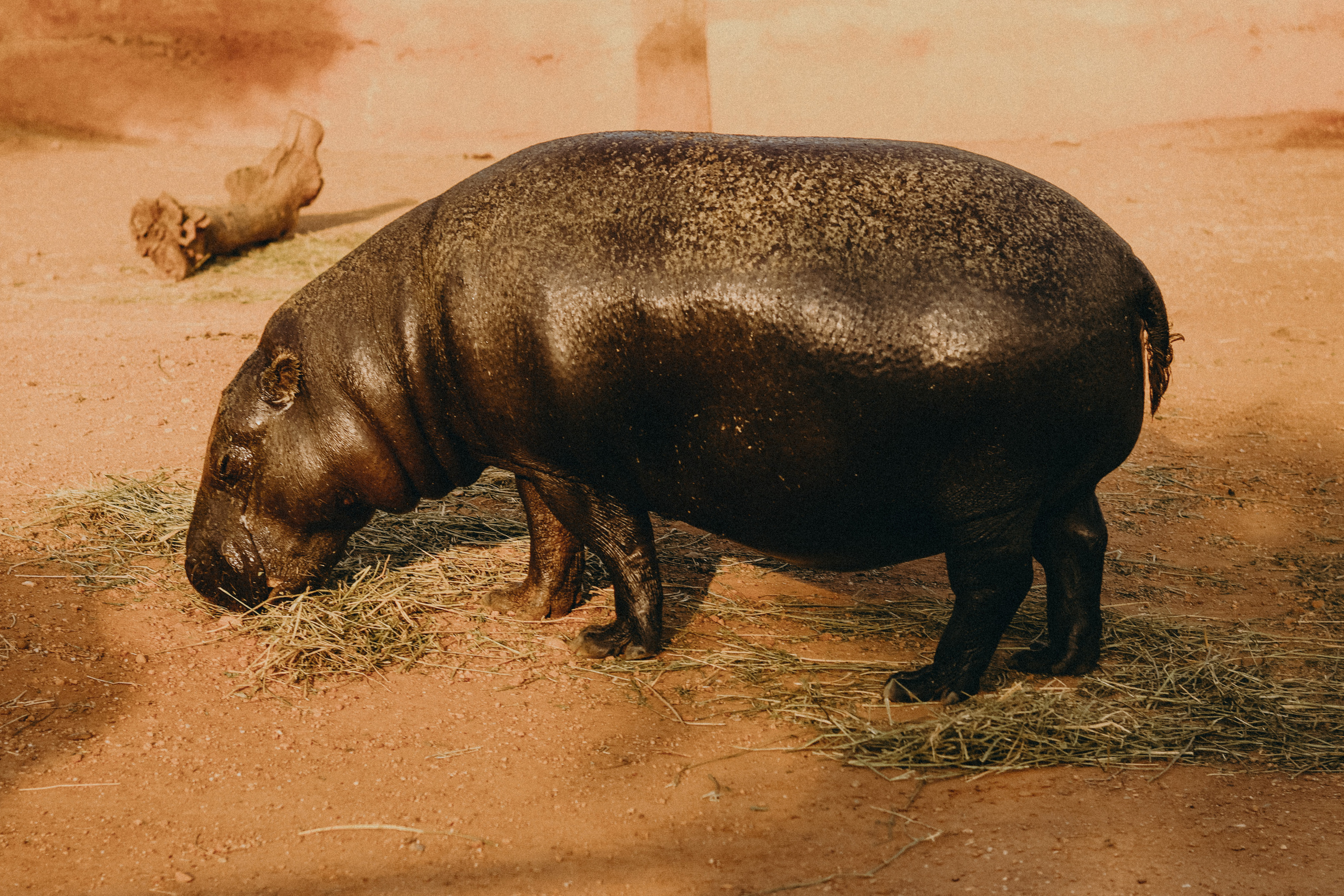 Attica Zoo, Greece, November 2021. Photographer in Israel Alice Milchin
