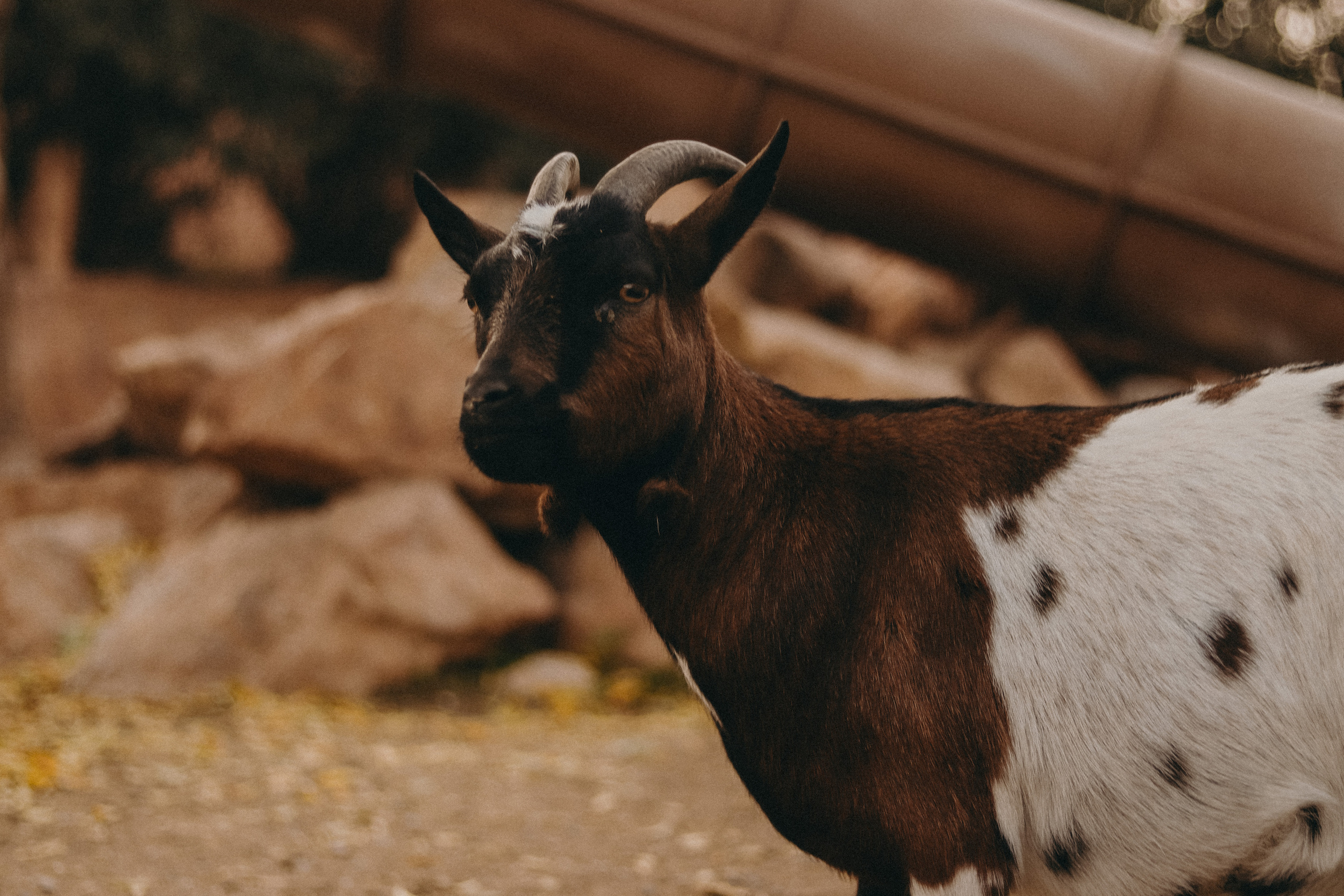 Attica Zoo, Greece, November 2021. Photographer in Israel Alice Milchin