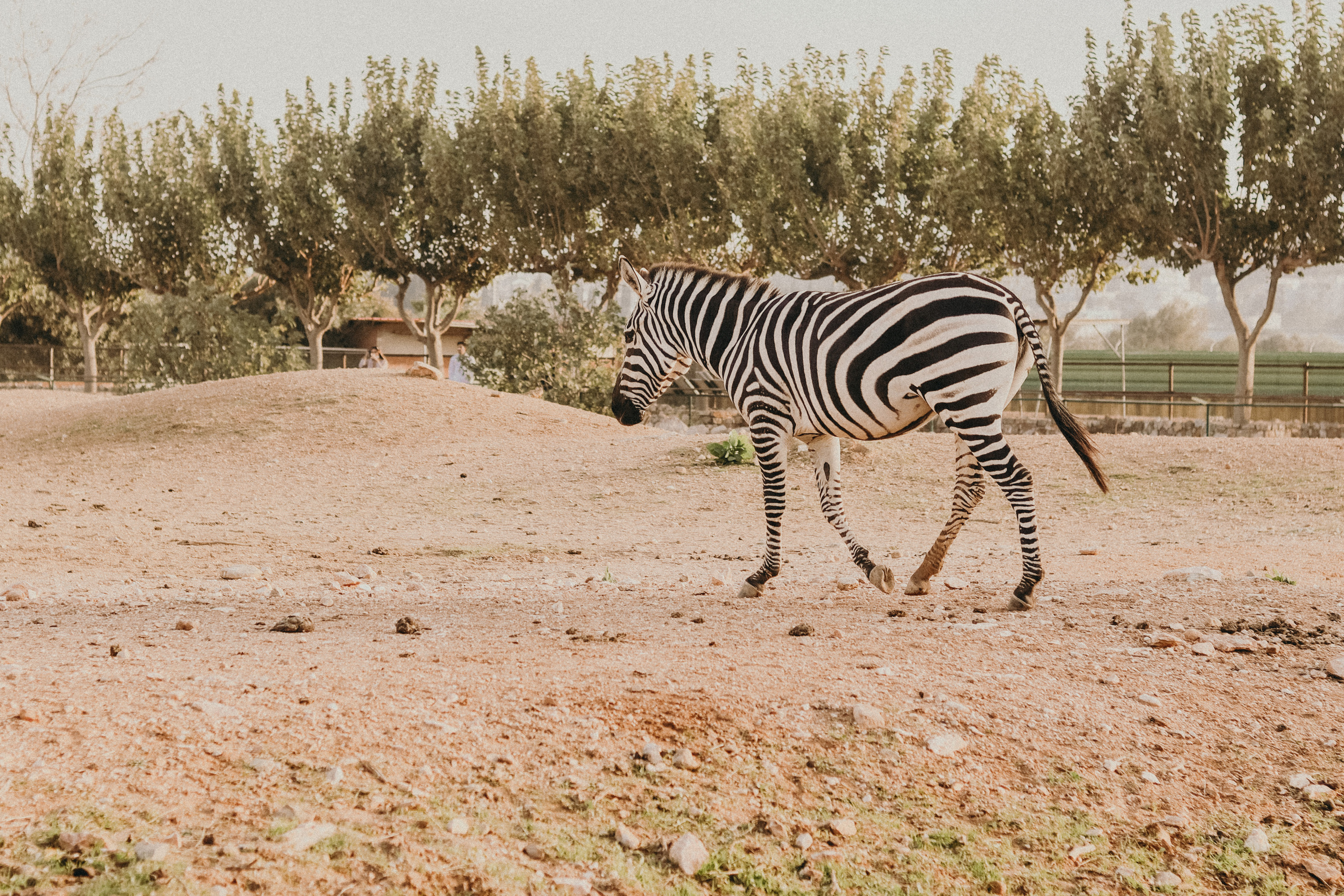 Attica Zoo, Greece, November 2021. Photographer in Israel Alice Milchin