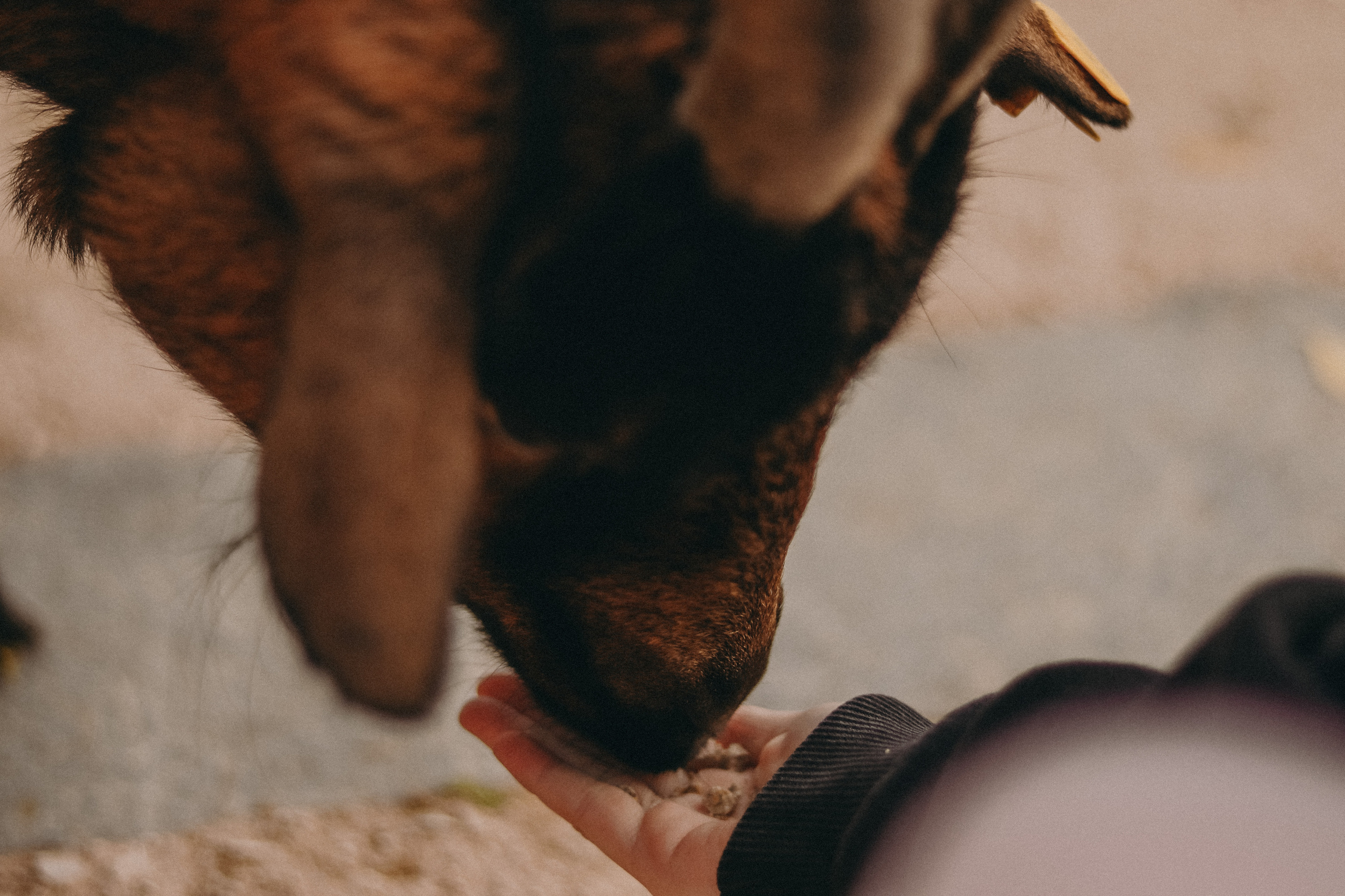 Attica Zoo, Greece, November 2021. Photographer in Israel Alice Milchin