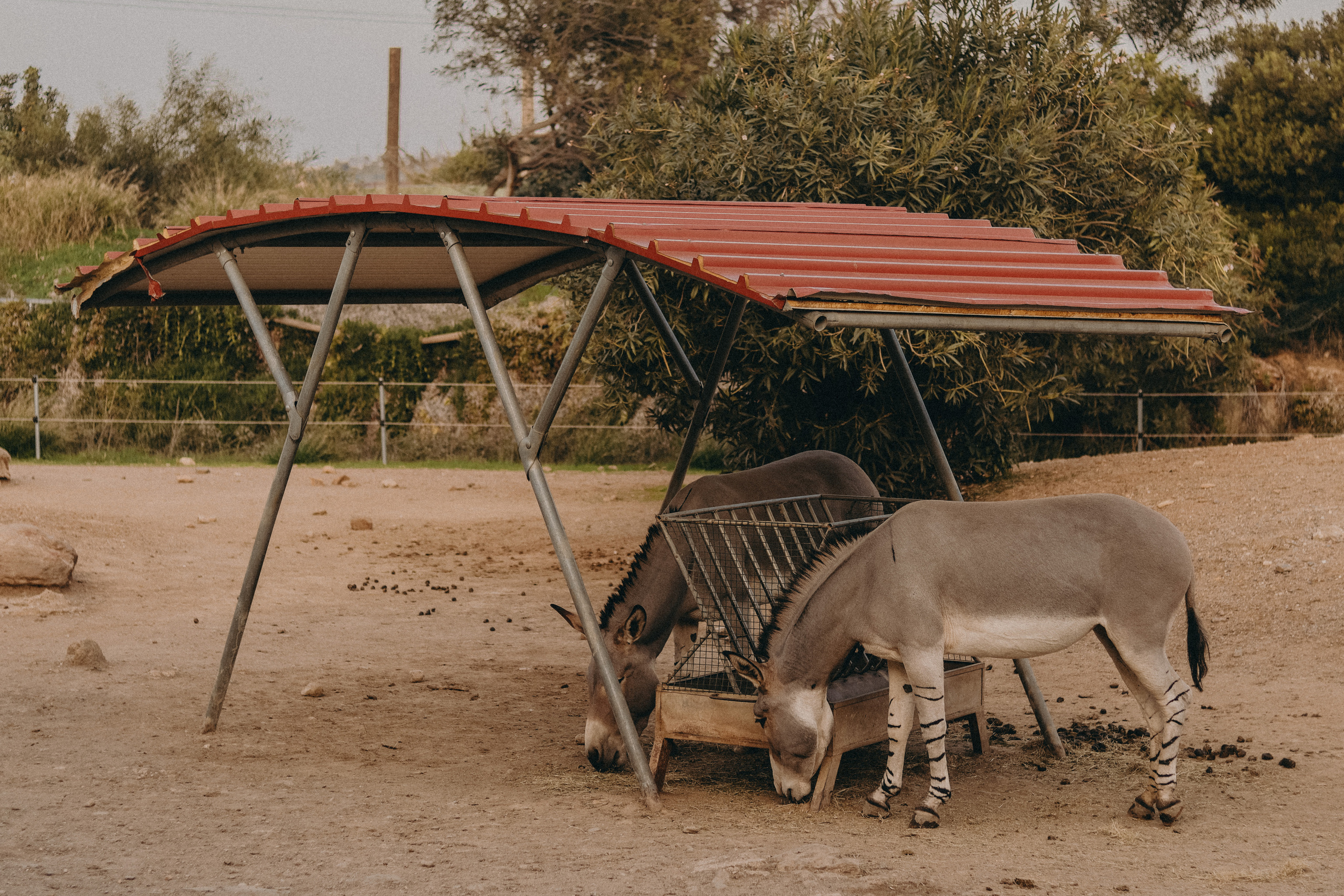 Attica Zoo, Greece, November 2021. Photographer in Israel Alice Milchin